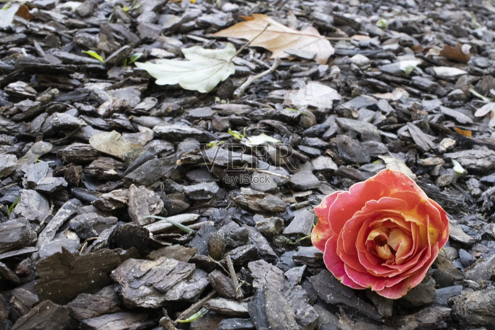 秋叶与木屑上的凋落玫瑰照片摄影图片