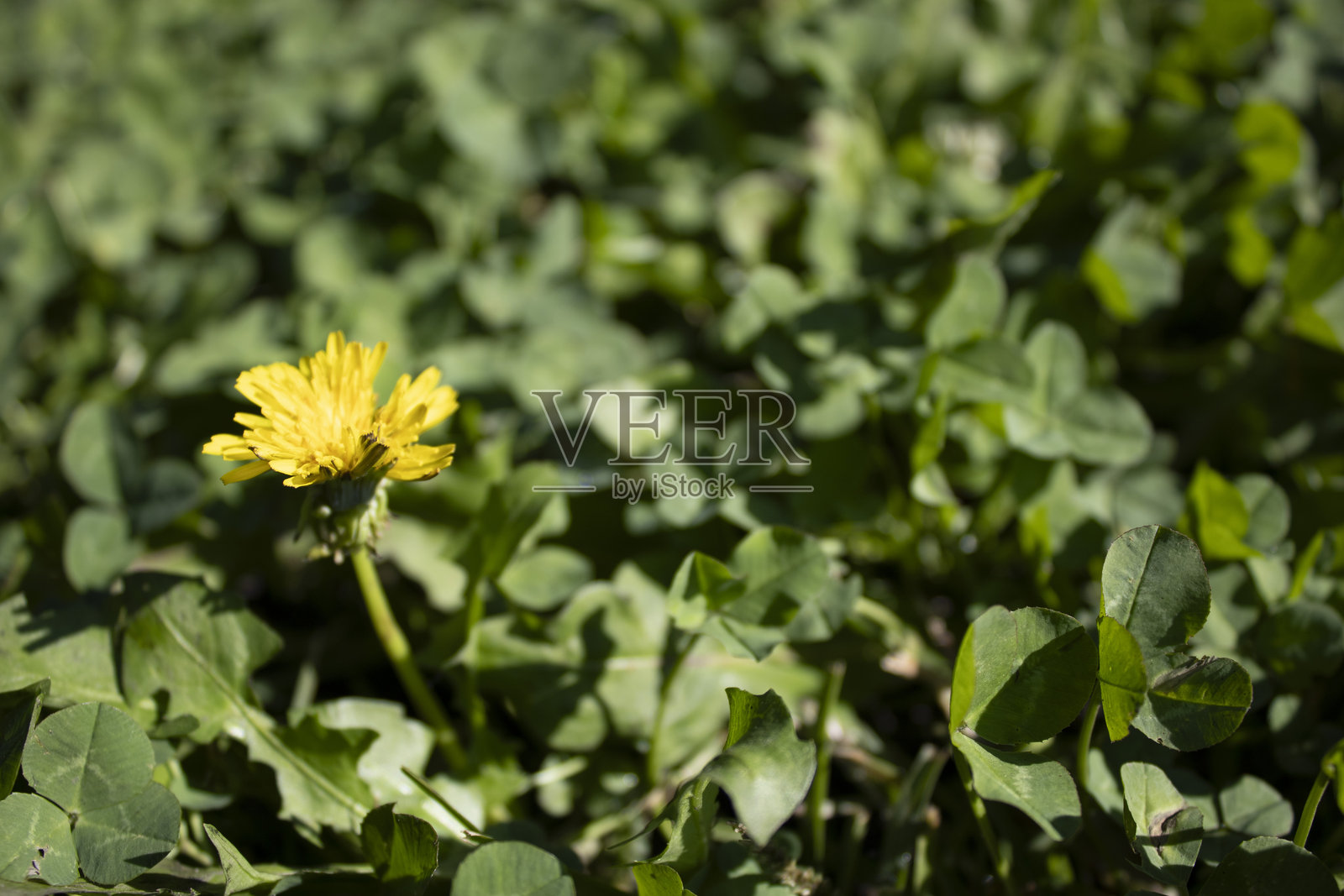 绿色苜蓿叶中的黄色蒲公英照片摄影图片