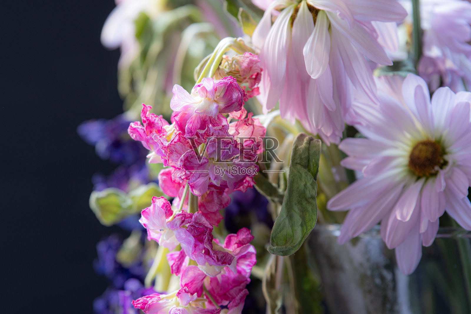 褪色的花朵依然美丽。照片摄影图片