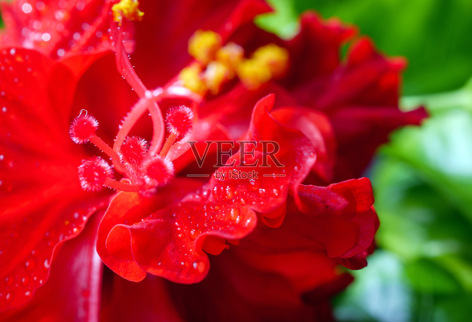 红色木槿花的花粉特写，水滴附着在红色木槿花的花粉上，使用微距镜头拍摄的红色木槿花花粉特写。照片摄影图片