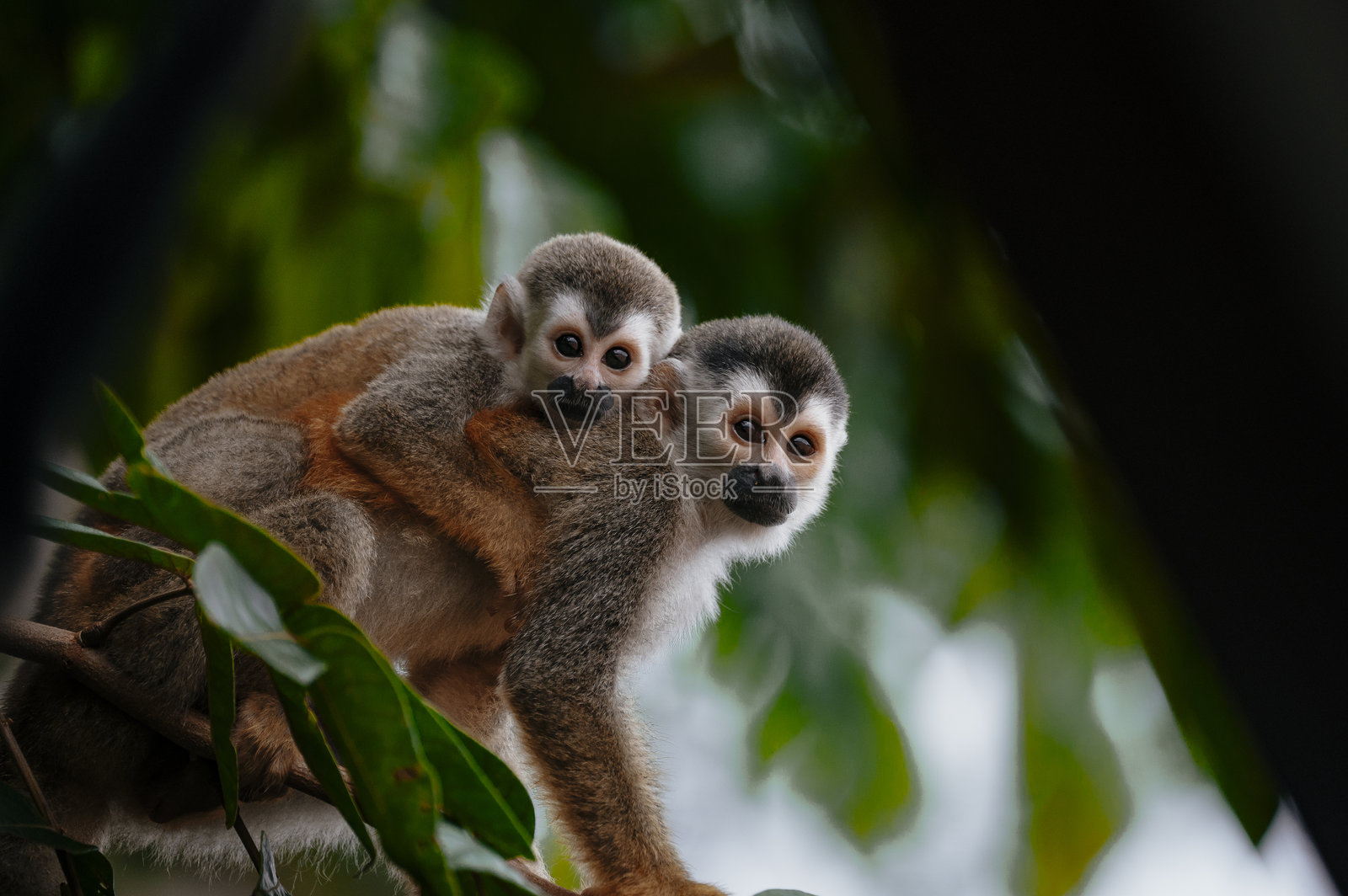 松鼠猴宝宝和妈妈照片摄影图片