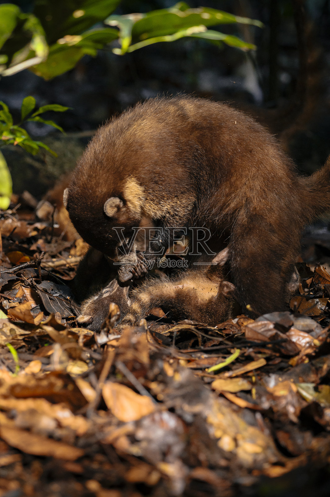 小浣熊宝宝在和妈妈玩耍照片摄影图片