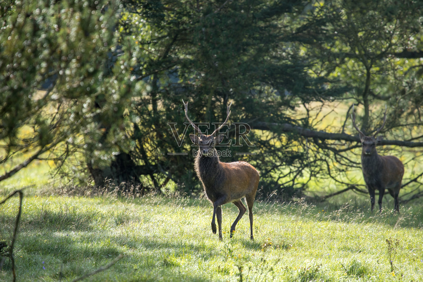 准备攻击人类的雄鹿照片摄影图片