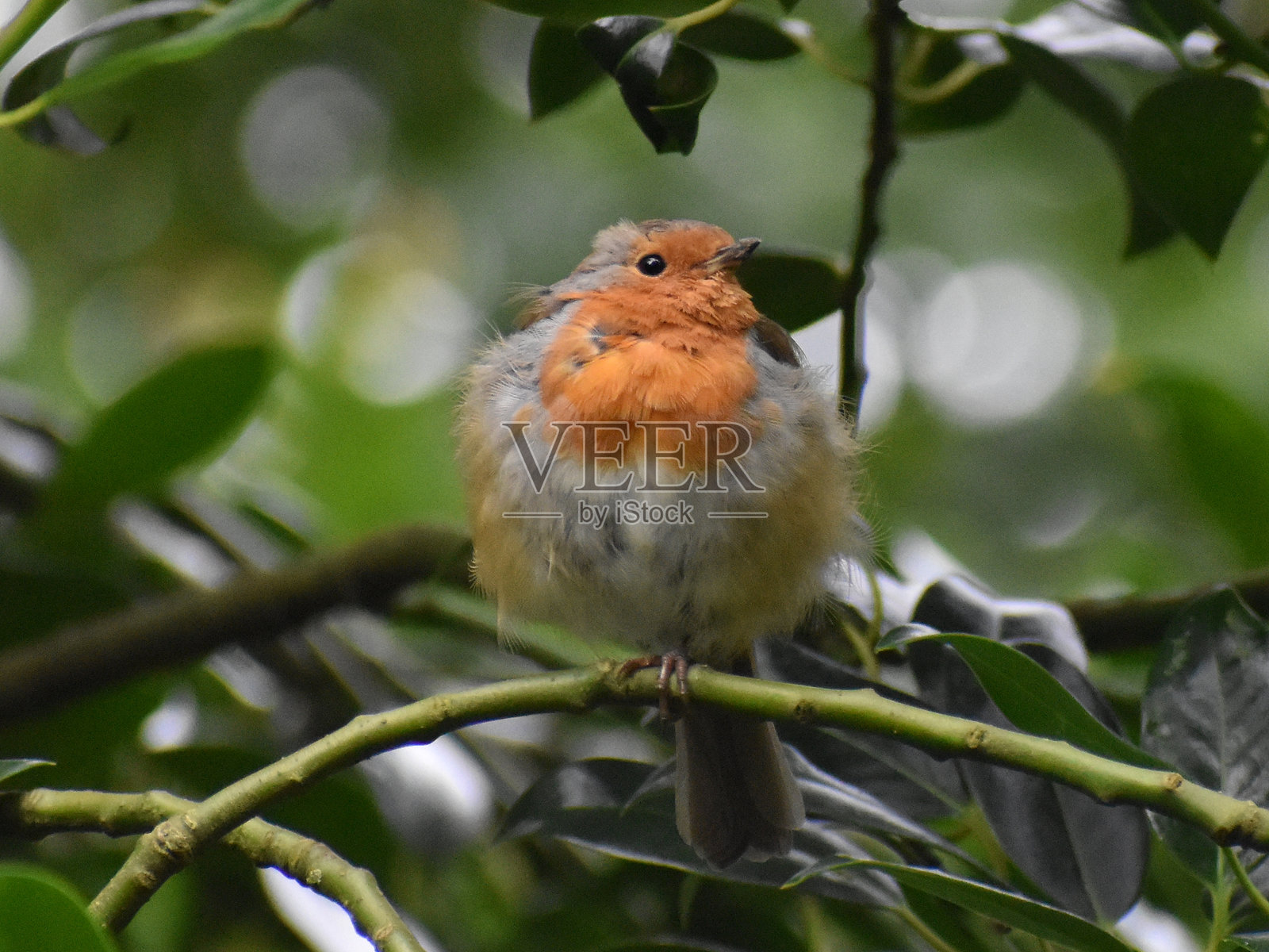 罗宾照片摄影图片