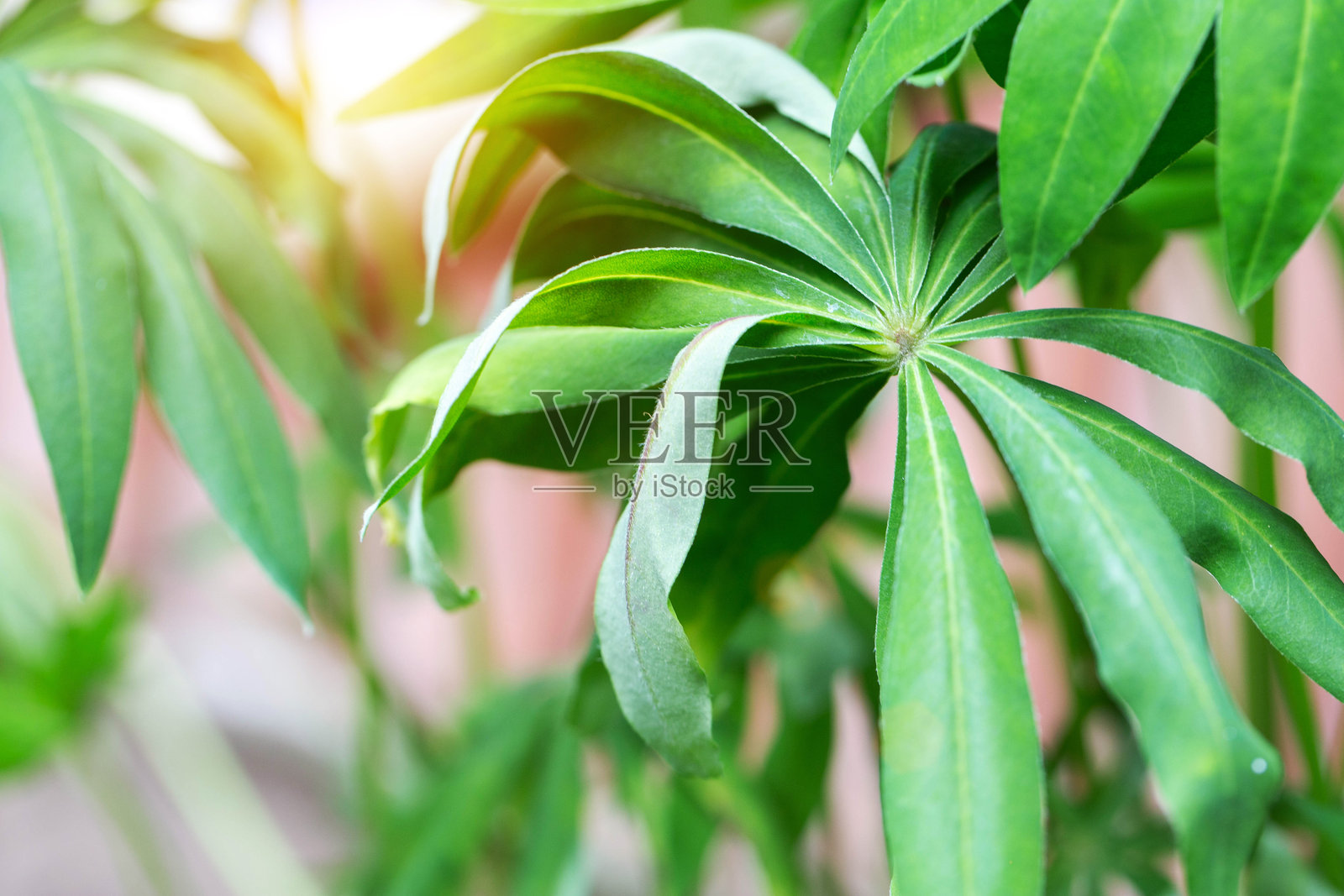 夏季在度假屋的植物枯萎的叶子特写。缺乏水分，农业问题。照片摄影图片