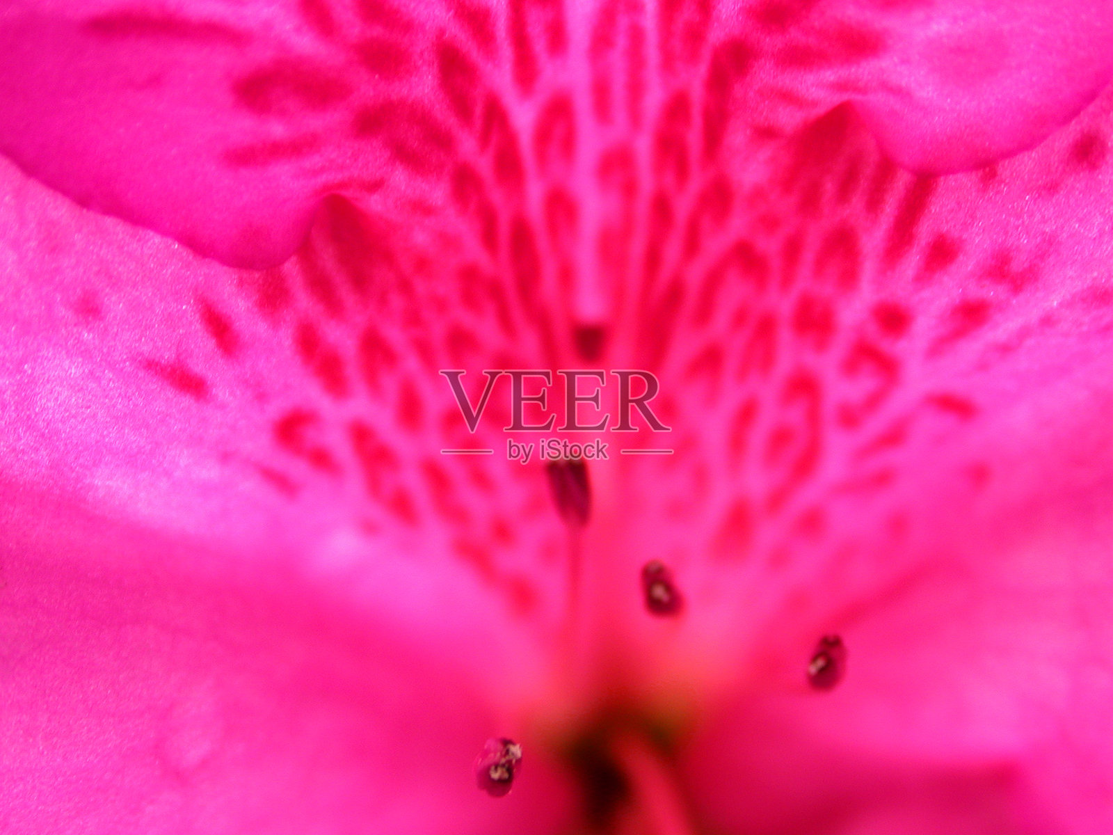 红色花蕊照片摄影图片