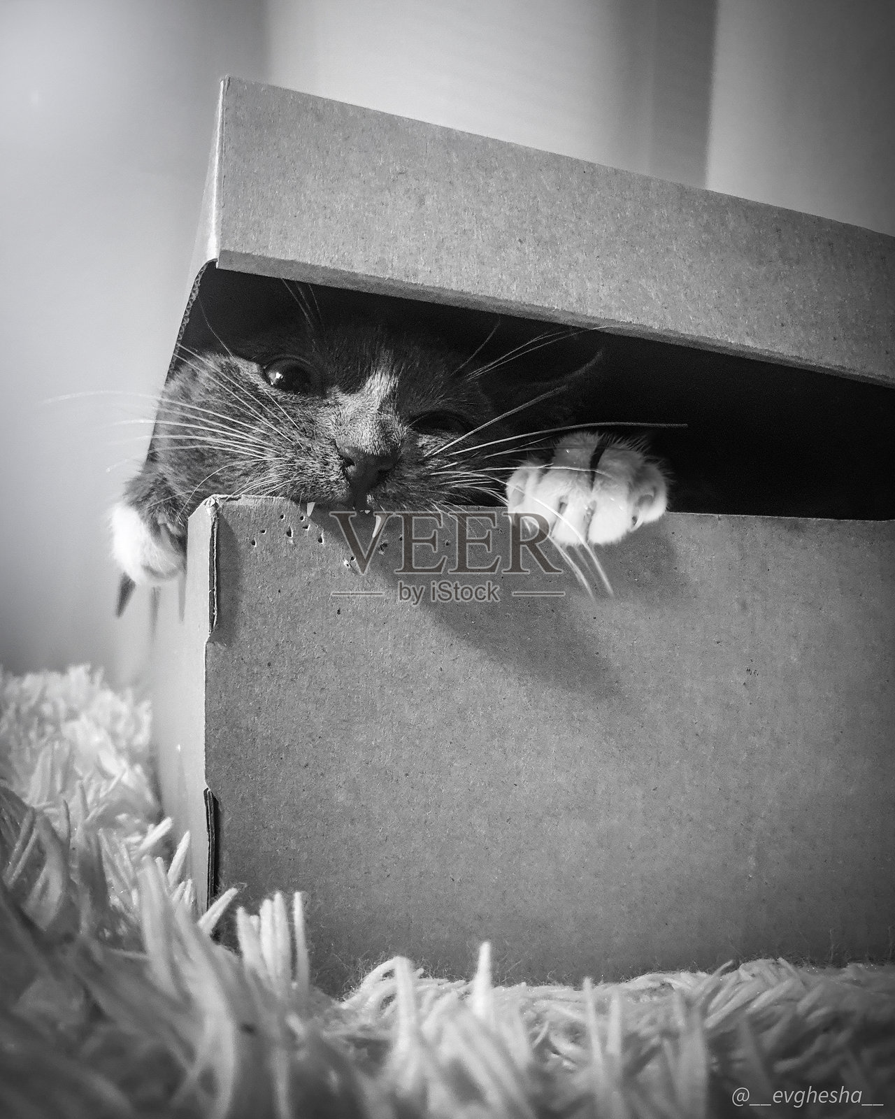 猫照片摄影图片