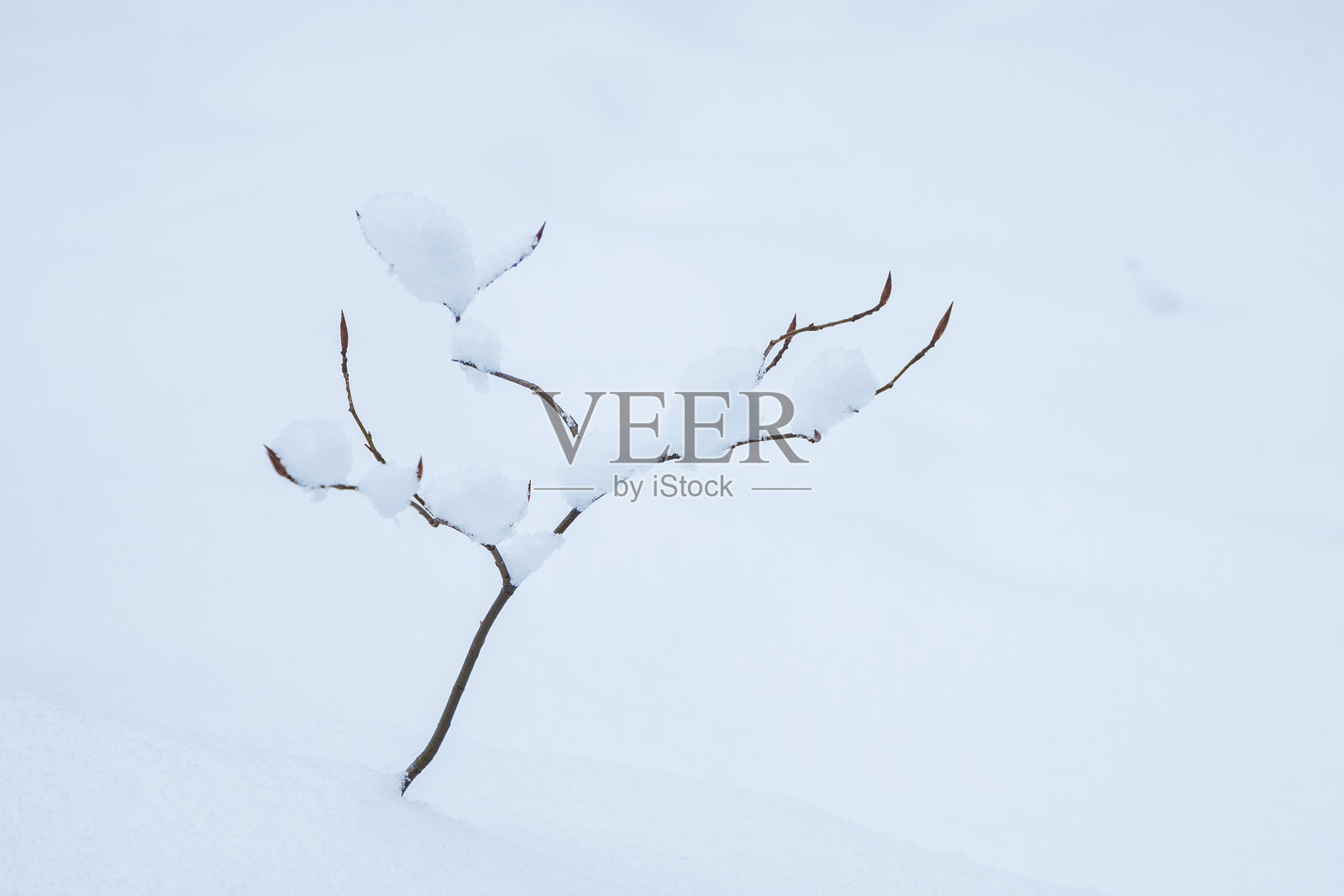 白雪背景中小树枝上覆盖着雪照片摄影图片