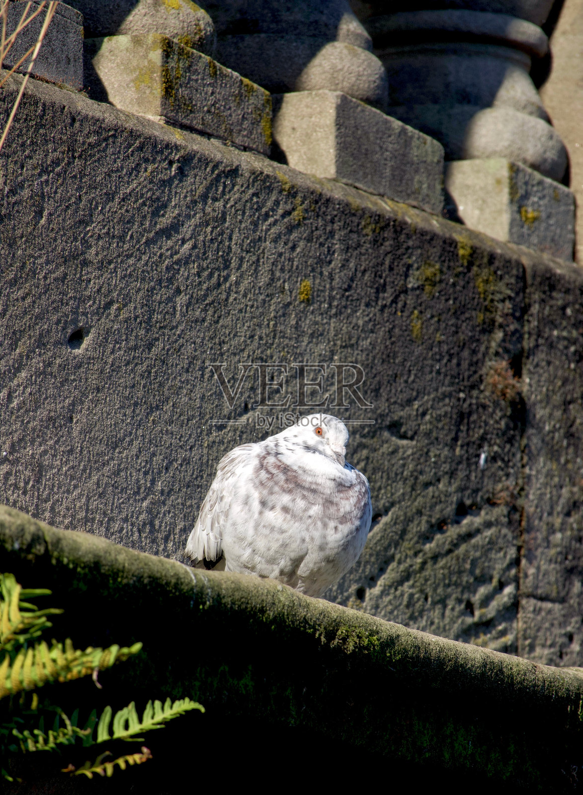 一只鸽子在睡觉照片摄影图片