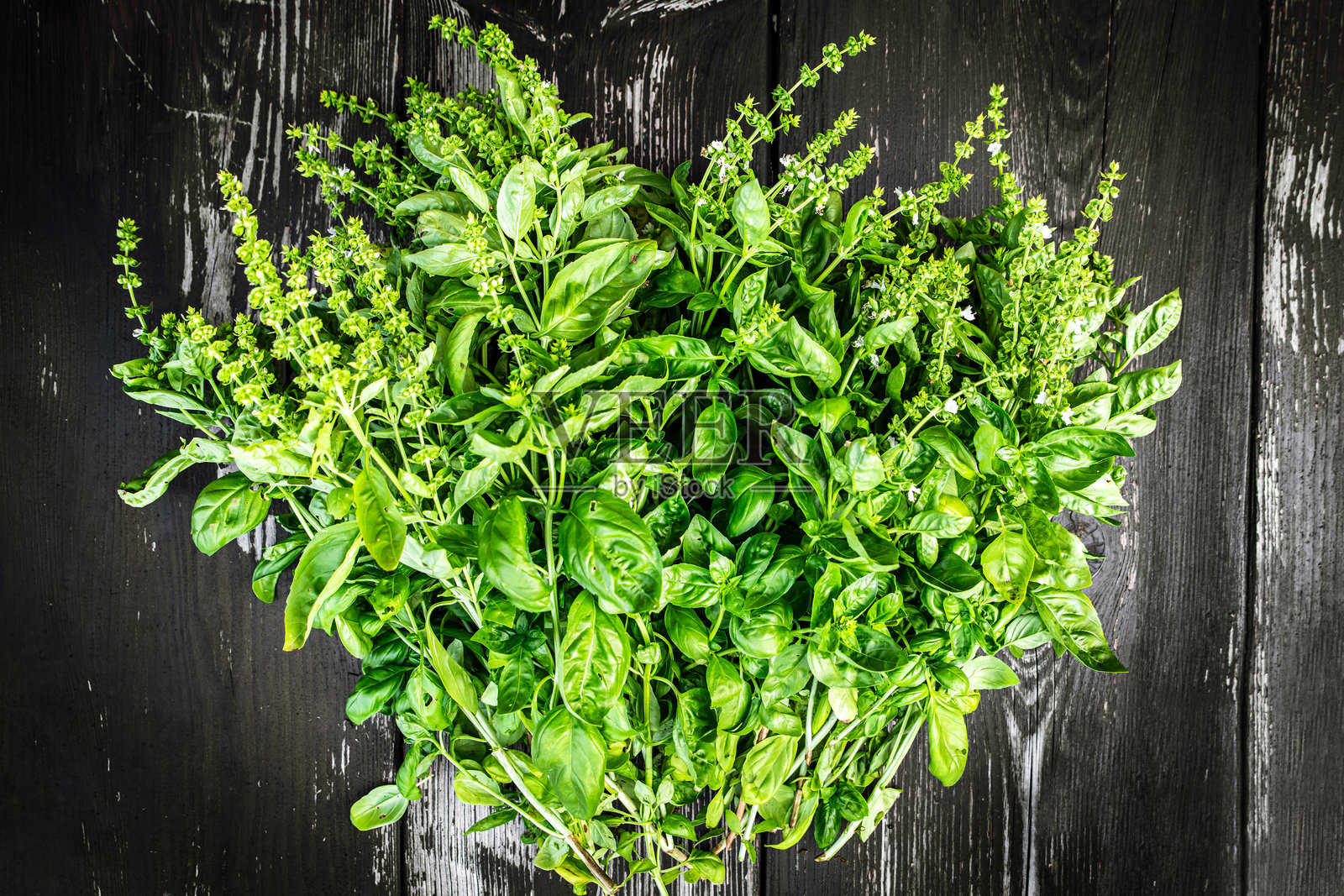 一束新鲜采摘的罗勒在户外照片摄影图片