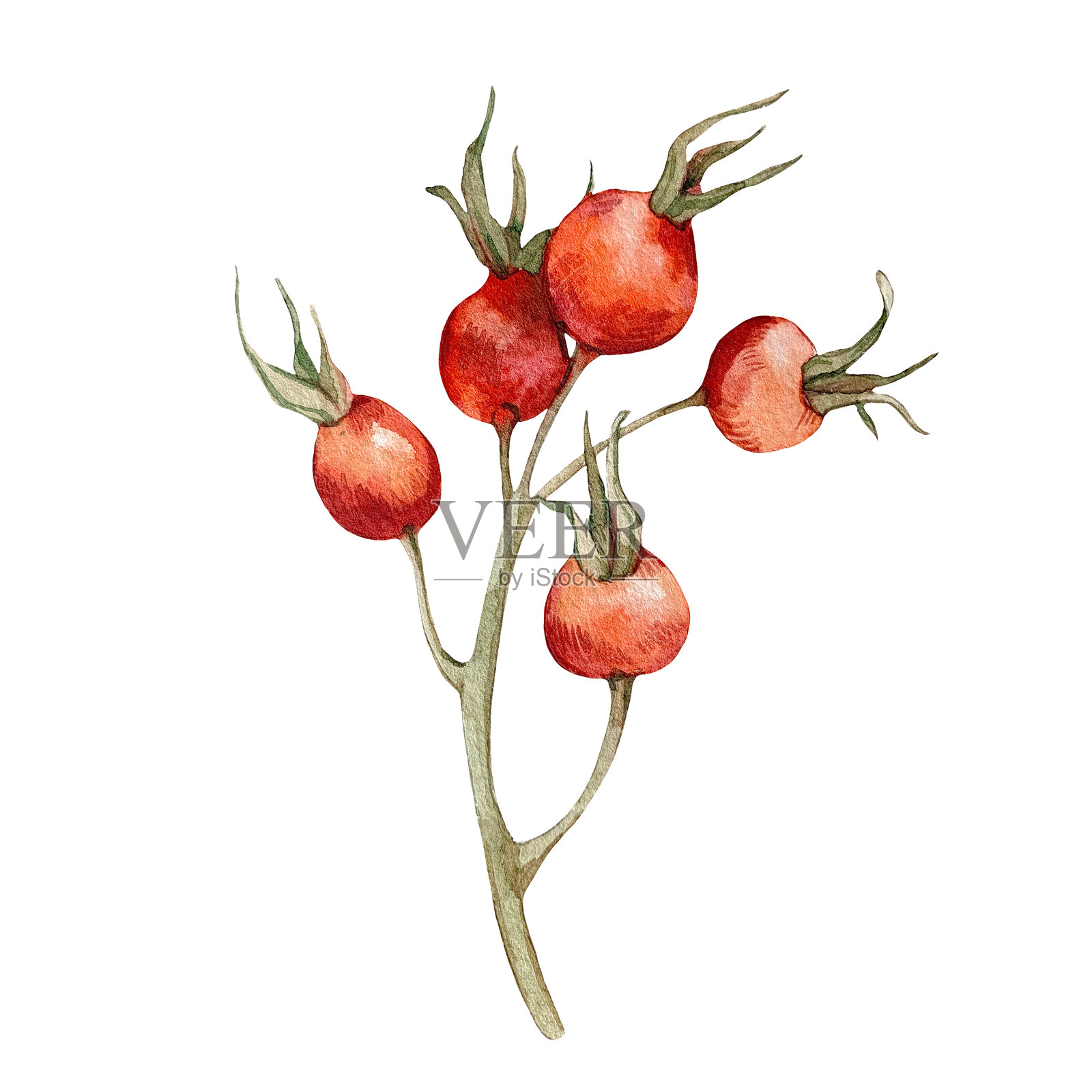 白色背景上孤立的玫瑰果枝。手绘水彩的红色荆棘浆果。用于茶、油和化妆品标签、包装设计。插画图片素材