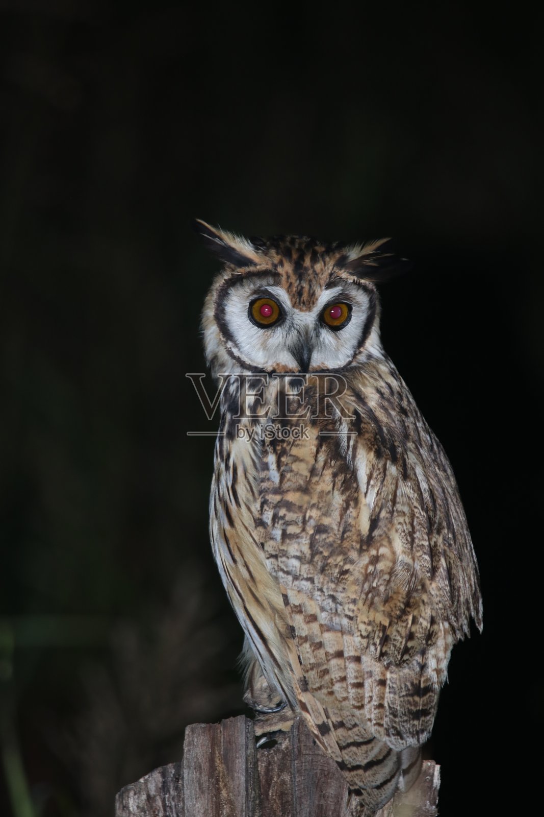 条纹猫头鹰 (Asio clamator)照片摄影图片