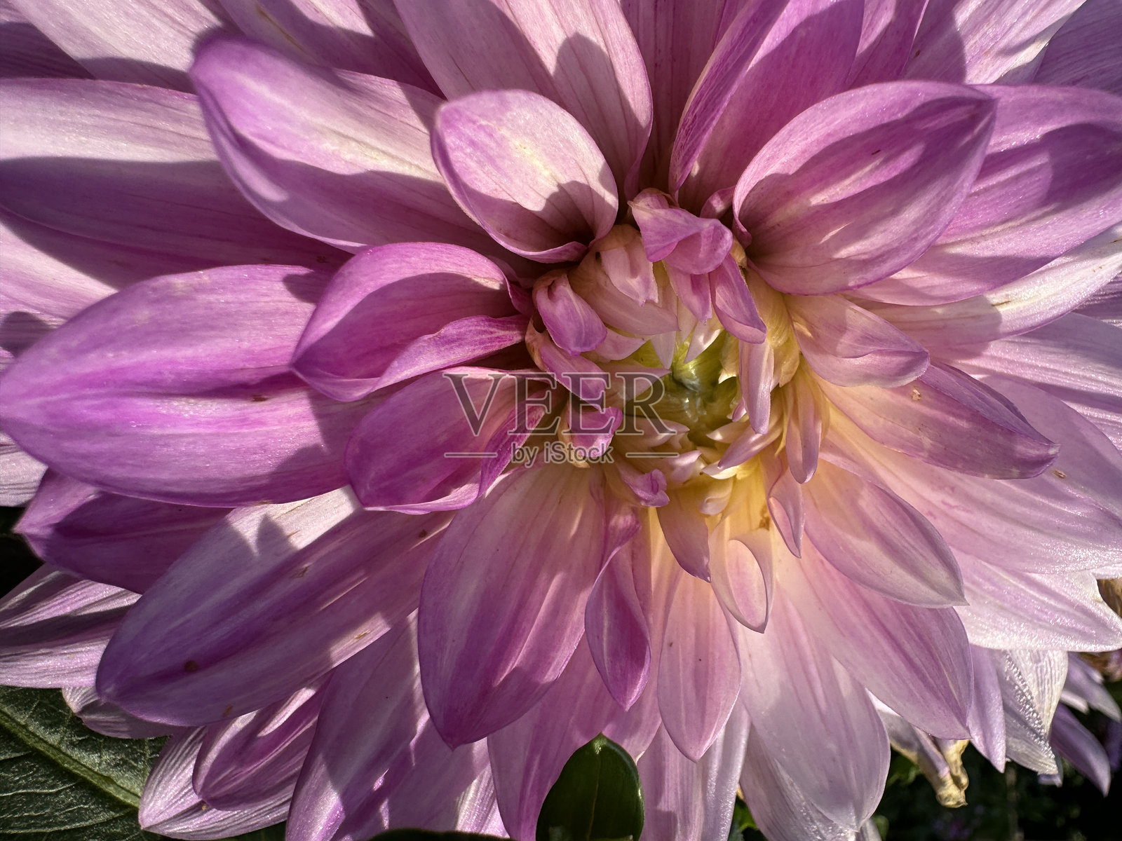 浅紫色大丽花‘梅瑙浪漫’照片摄影图片