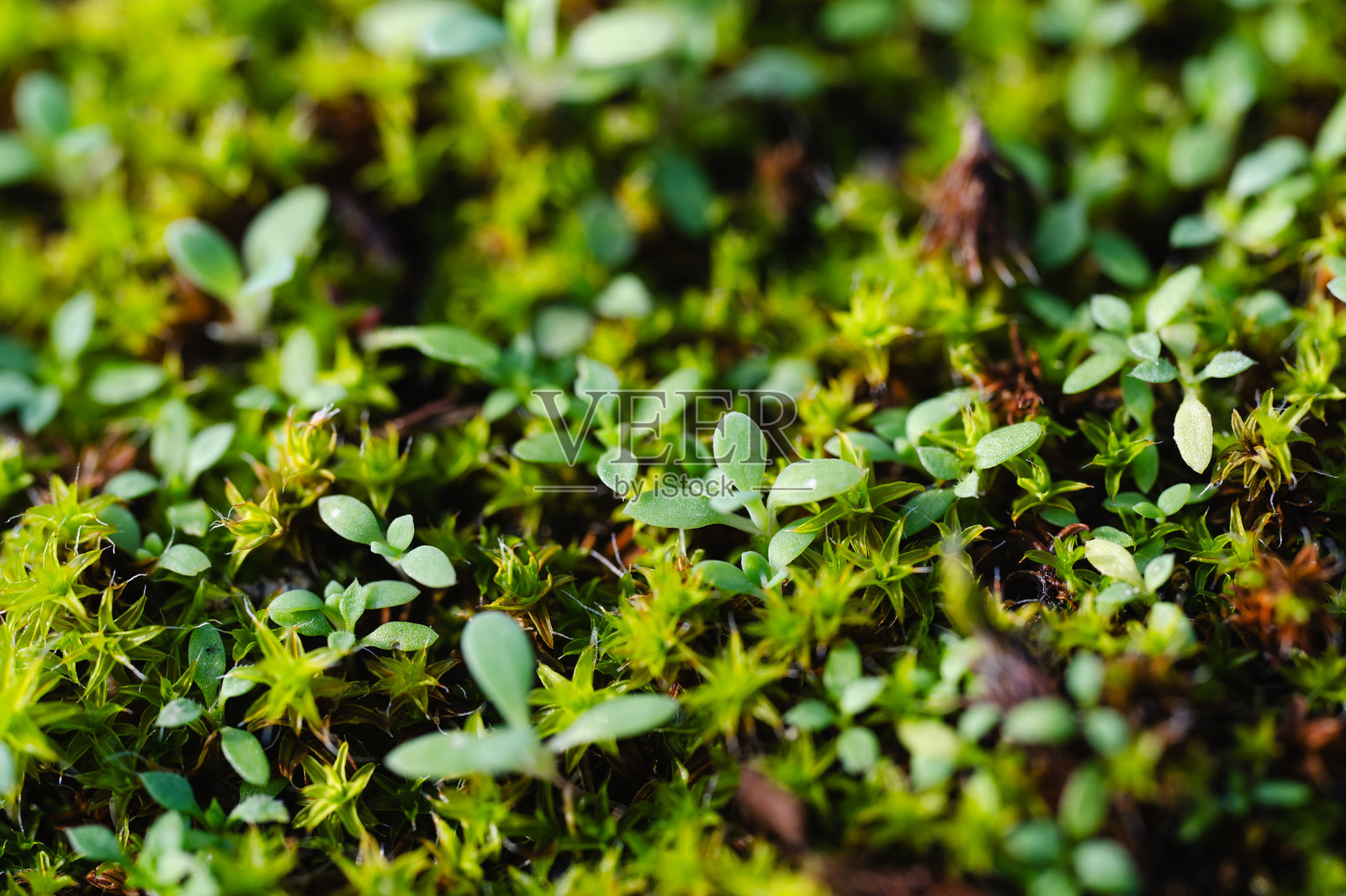 丰盛绿色苔藓纹理的特写照片摄影图片