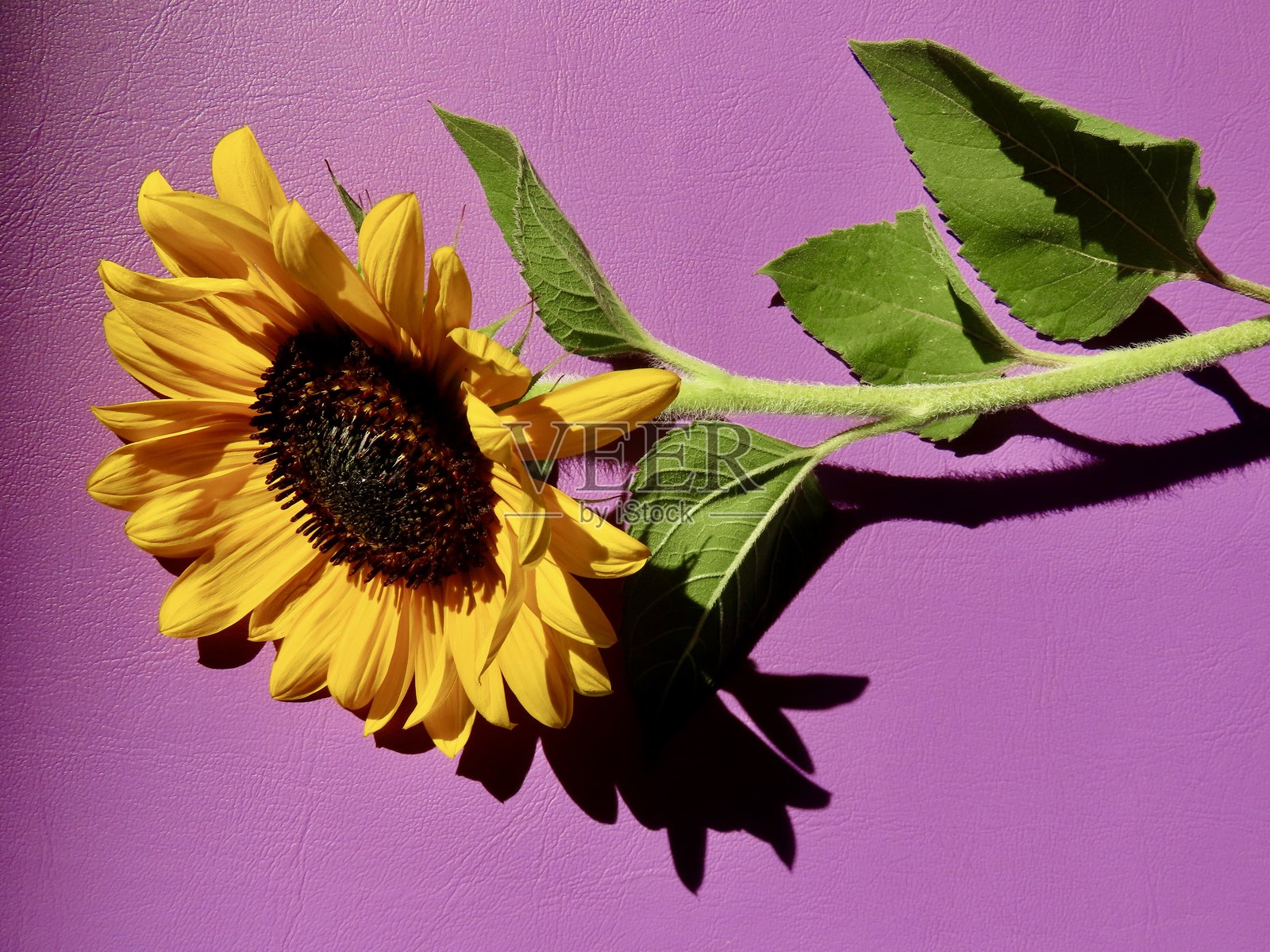阳光下的黄色、黑色和绿色向日葵，背景为薰衣草色照片摄影图片