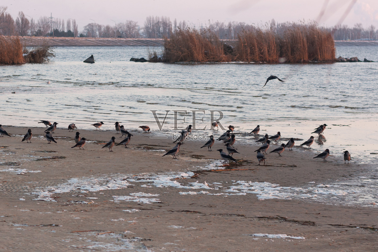 乌鸦照片摄影图片
