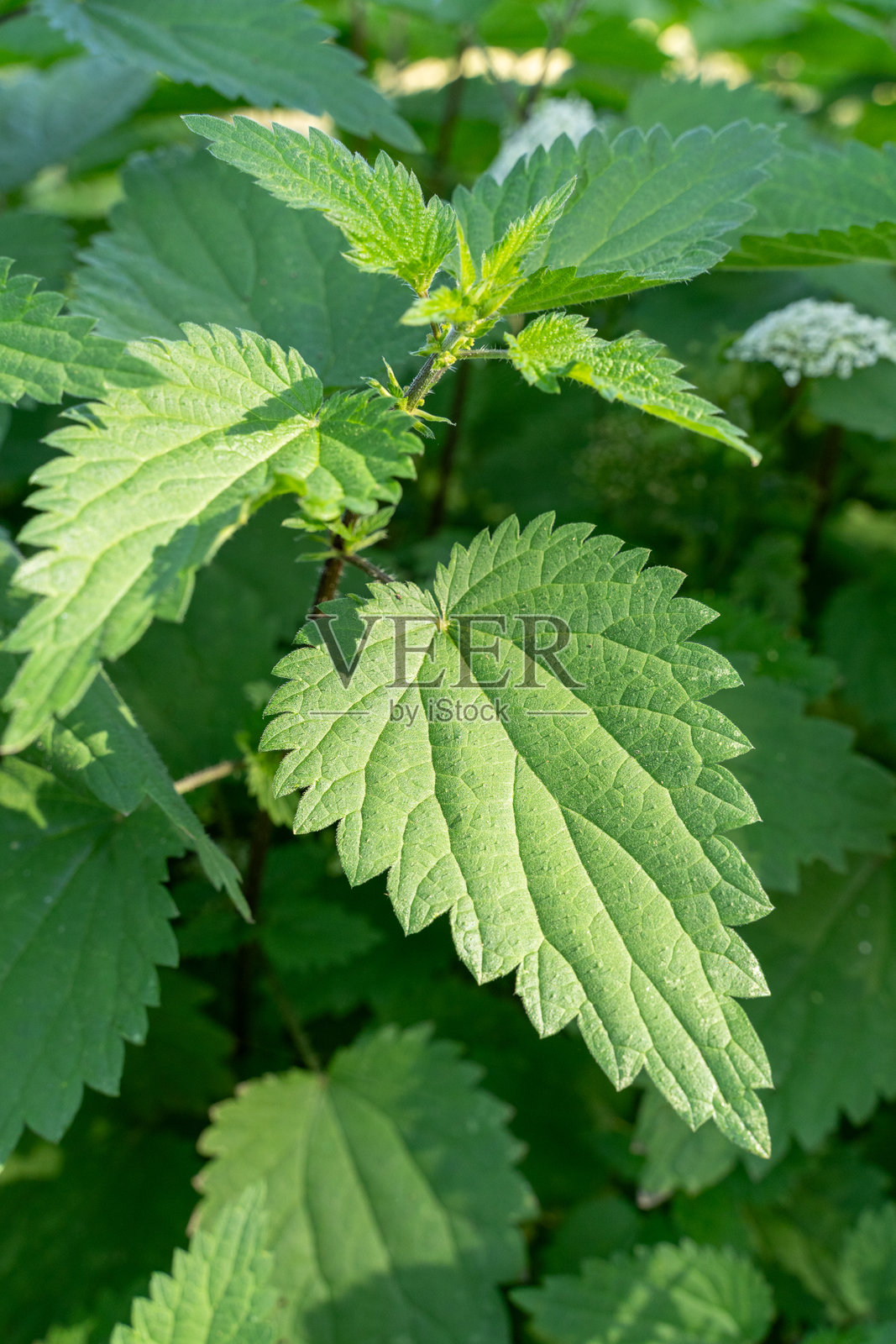 绿荨麻特写照片摄影图片