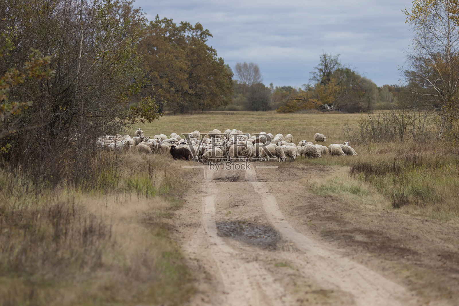 Flock of sheep grazing in meadow.照片摄影图片