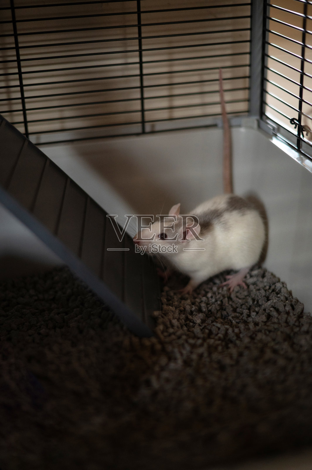 笼子里的老鼠照片摄影图片