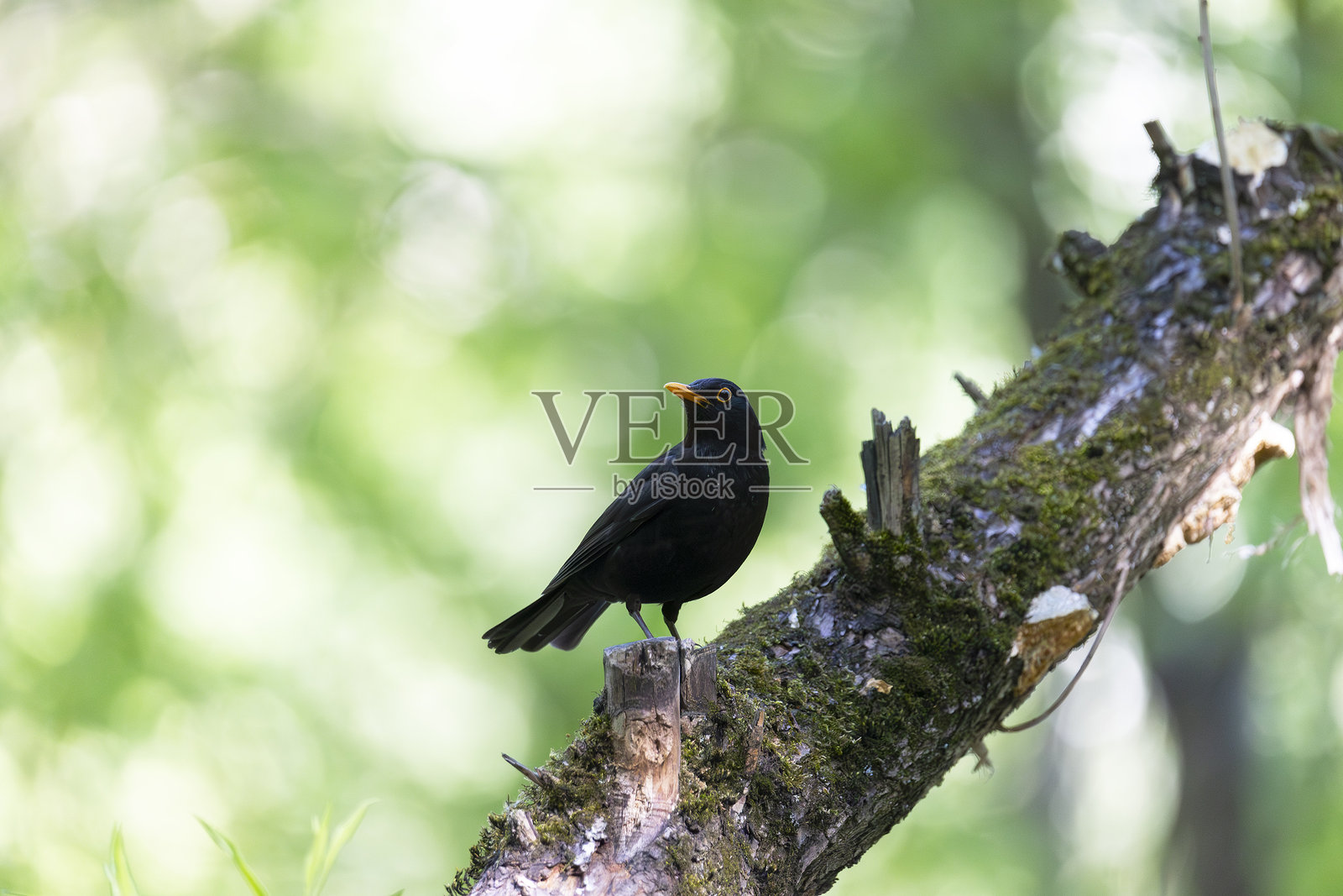 春天的雄性黑鸟特写照片摄影图片