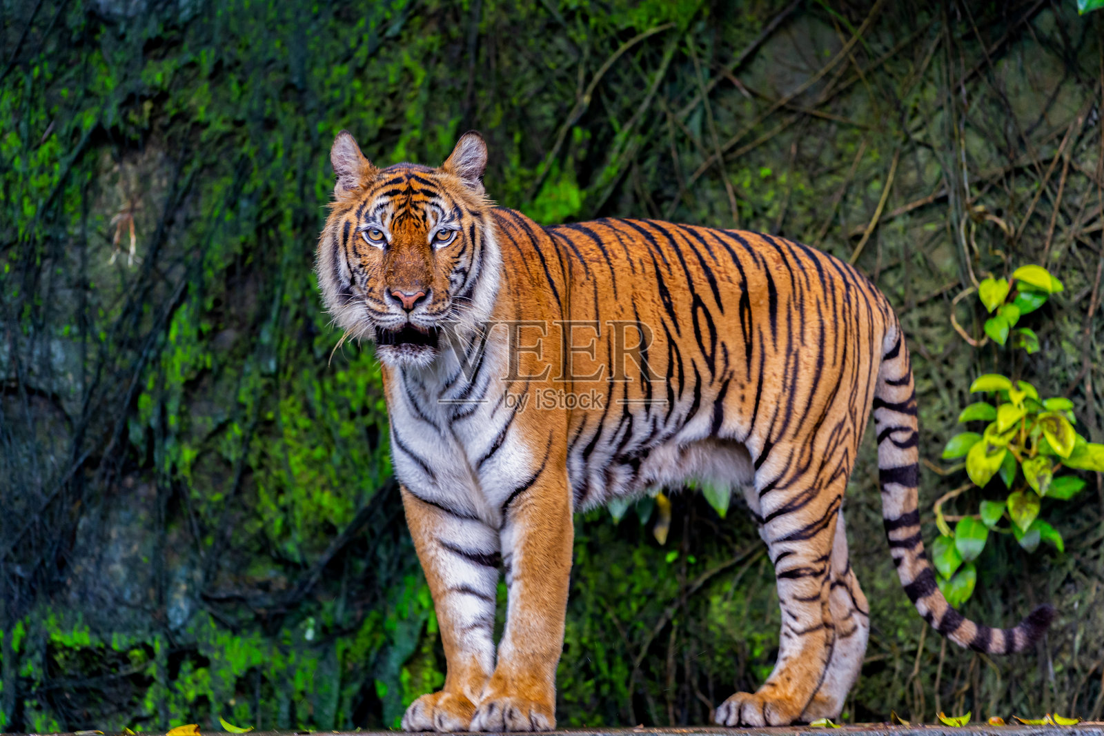 一只可怕而凶猛的野生老虎照片摄影图片
