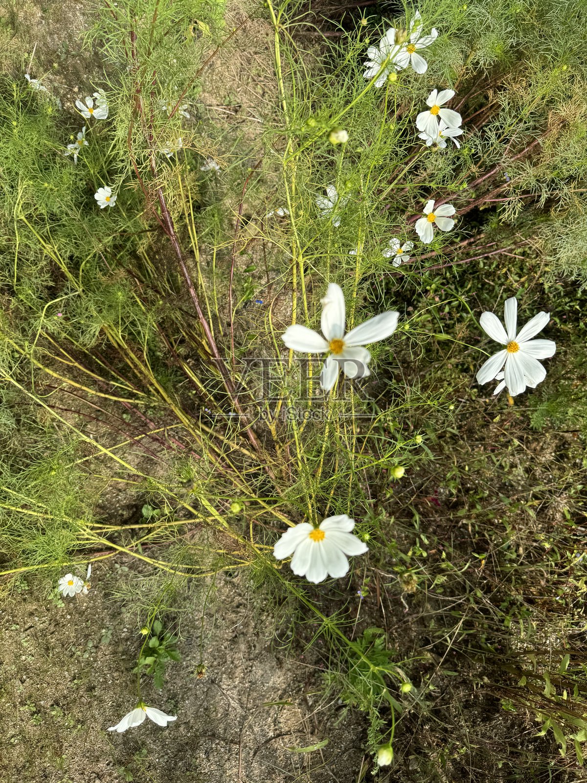 宇宙花照片摄影图片