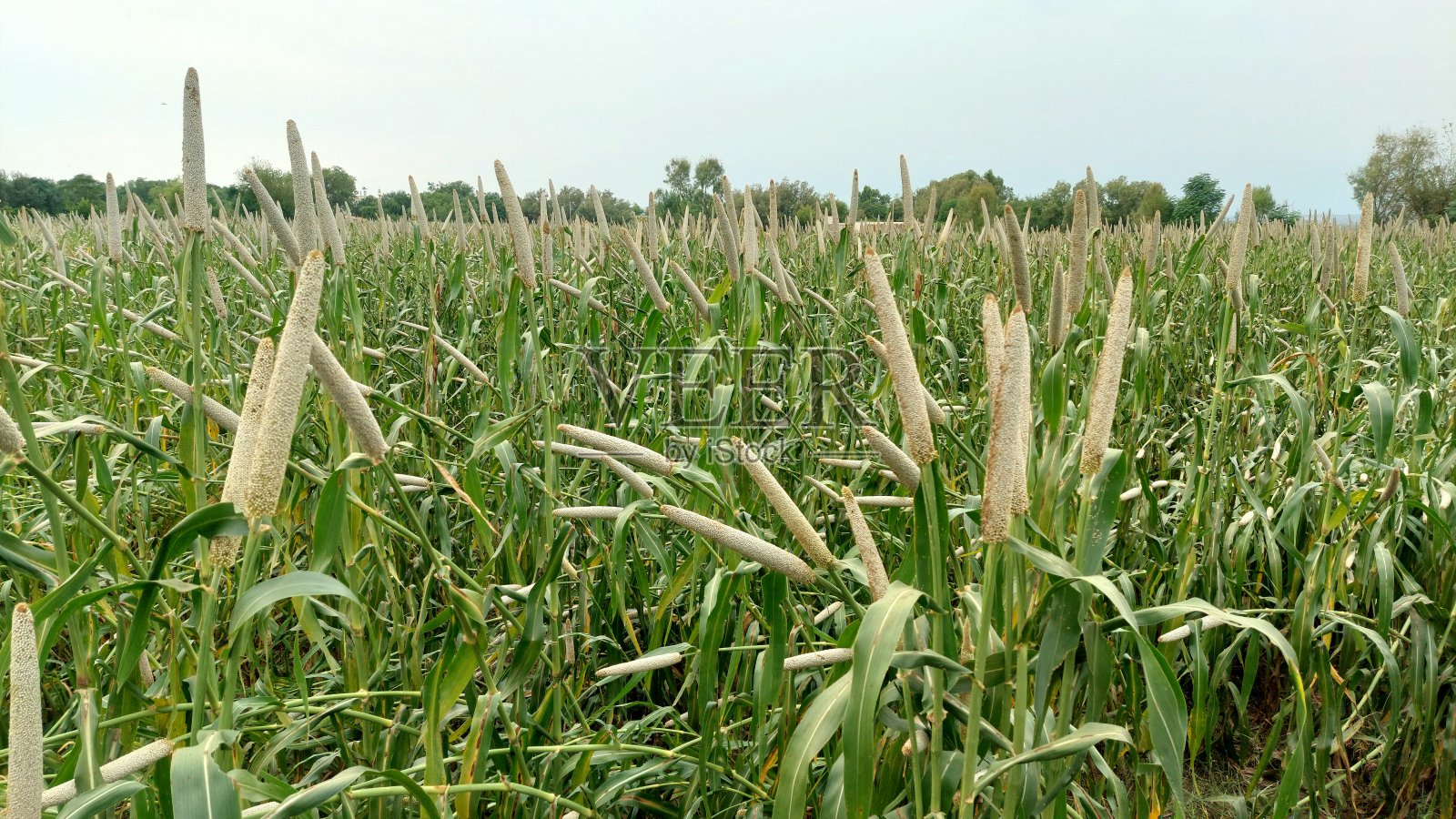 巴基斯坦旁遮普省的黍米作物田野照片摄影图片