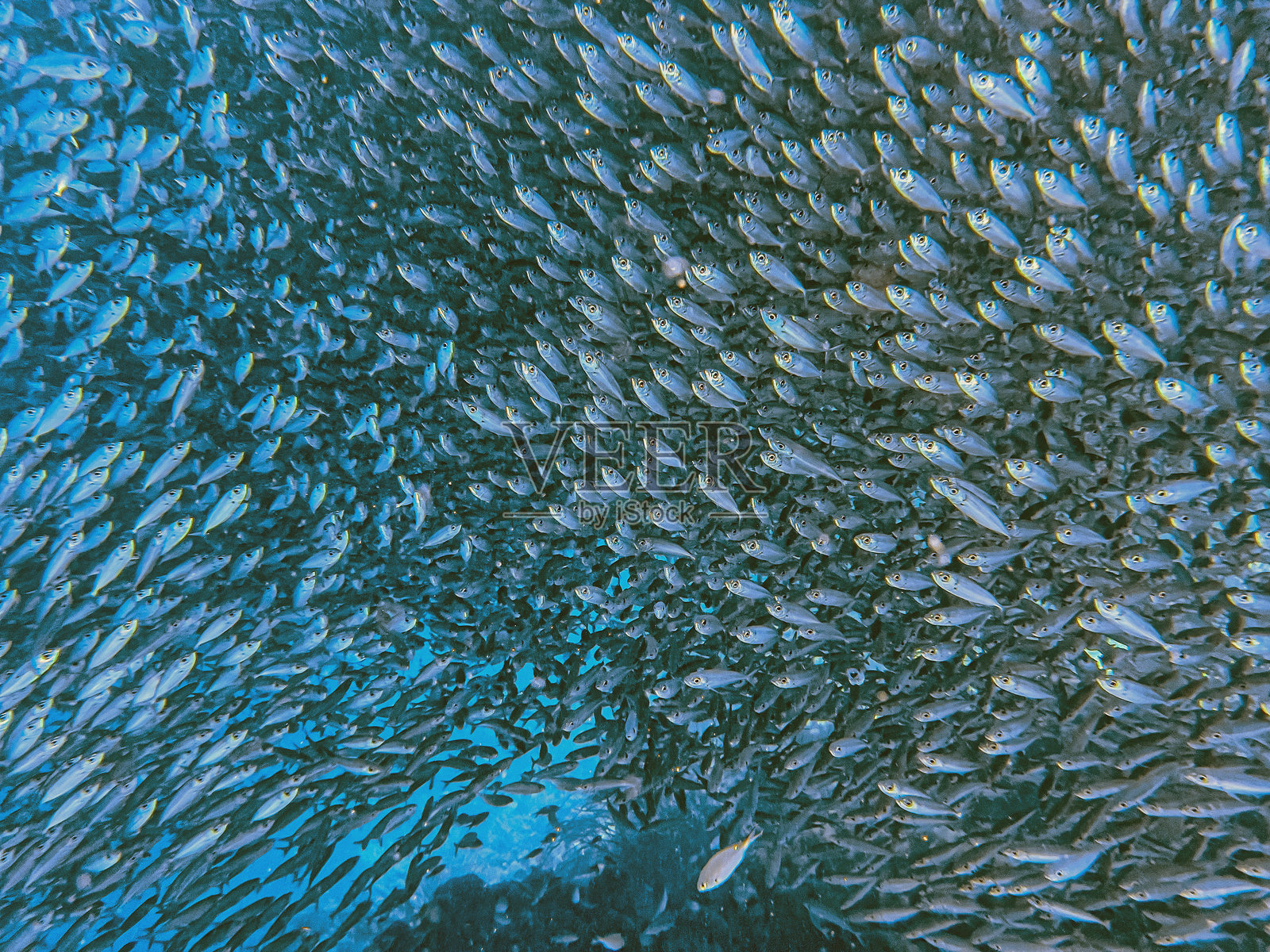 加勒比海博奈尔岛沿岸的鱼群照片摄影图片