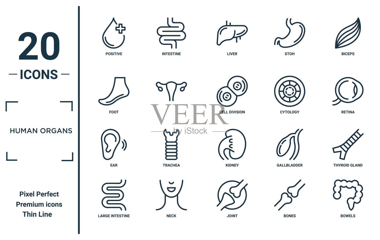人体器官线性图标集。包括正面、脚、耳朵、大肠、肠道、细胞分裂、甲状腺图标，适用于报告、演示、图表和网页设计。插画图片素材