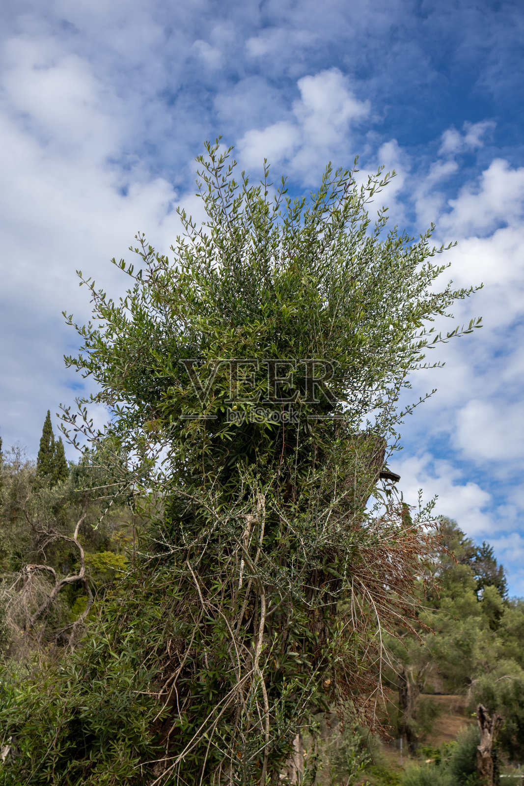 希腊科孚岛的橄榄树树干细节照片摄影图片