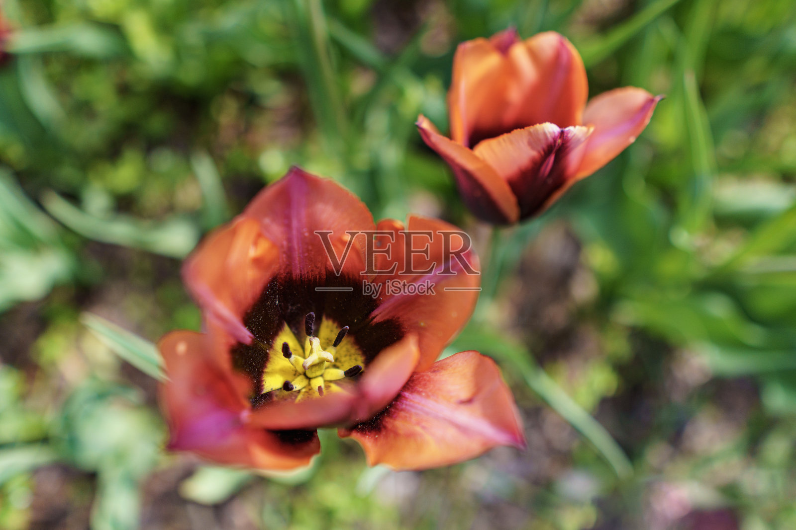 从上方拍摄的红色郁金香，背景模糊。照片摄影图片