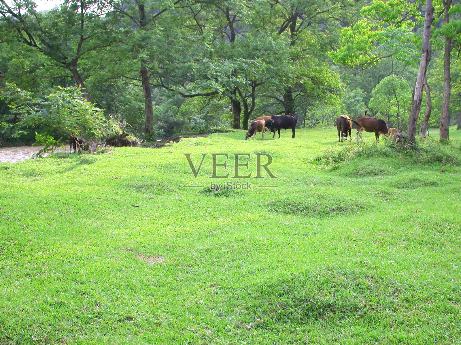 一群在绿草上的奶牛照片摄影图片