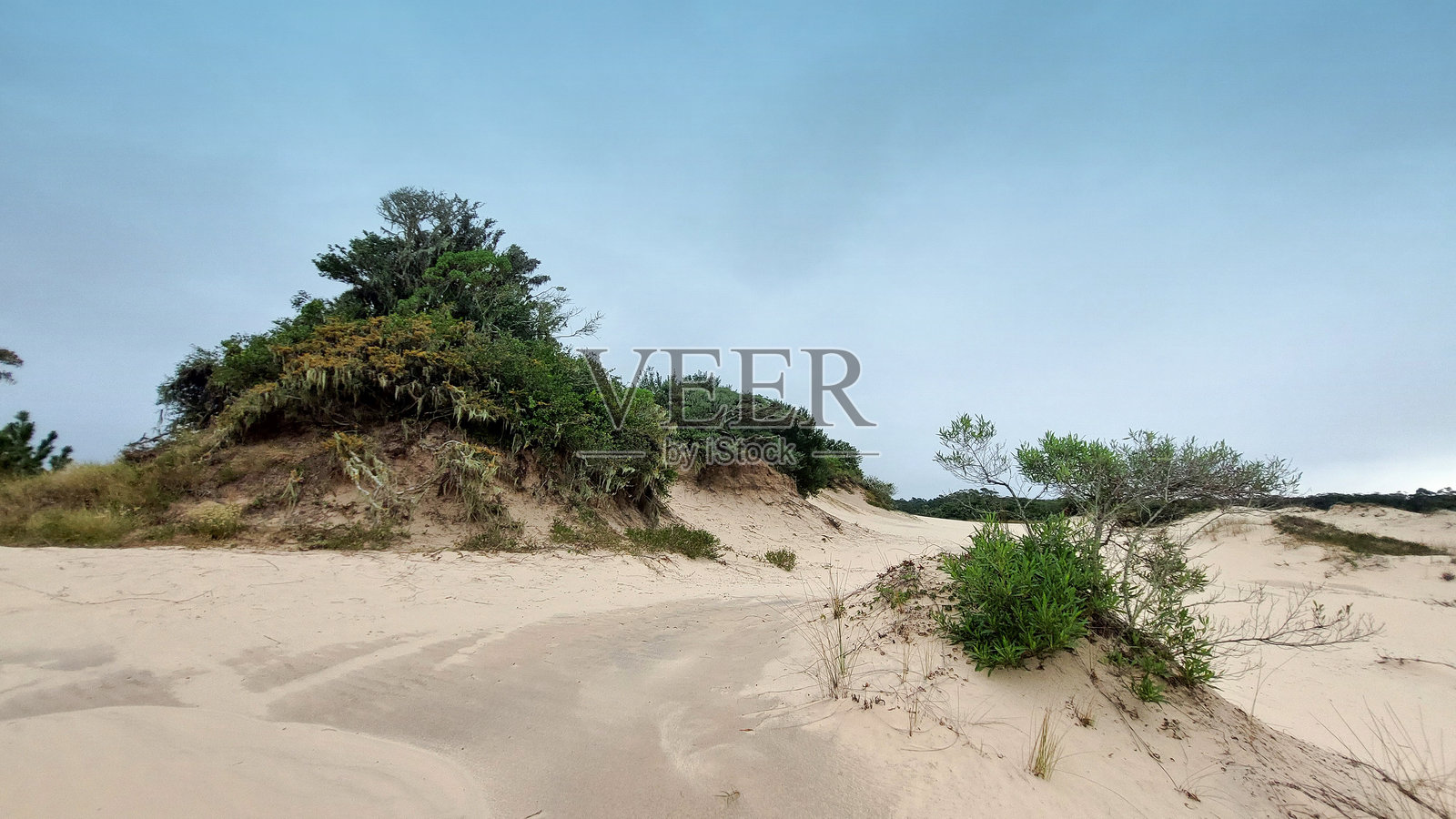 沙丘和植被的全景视图照片摄影图片
