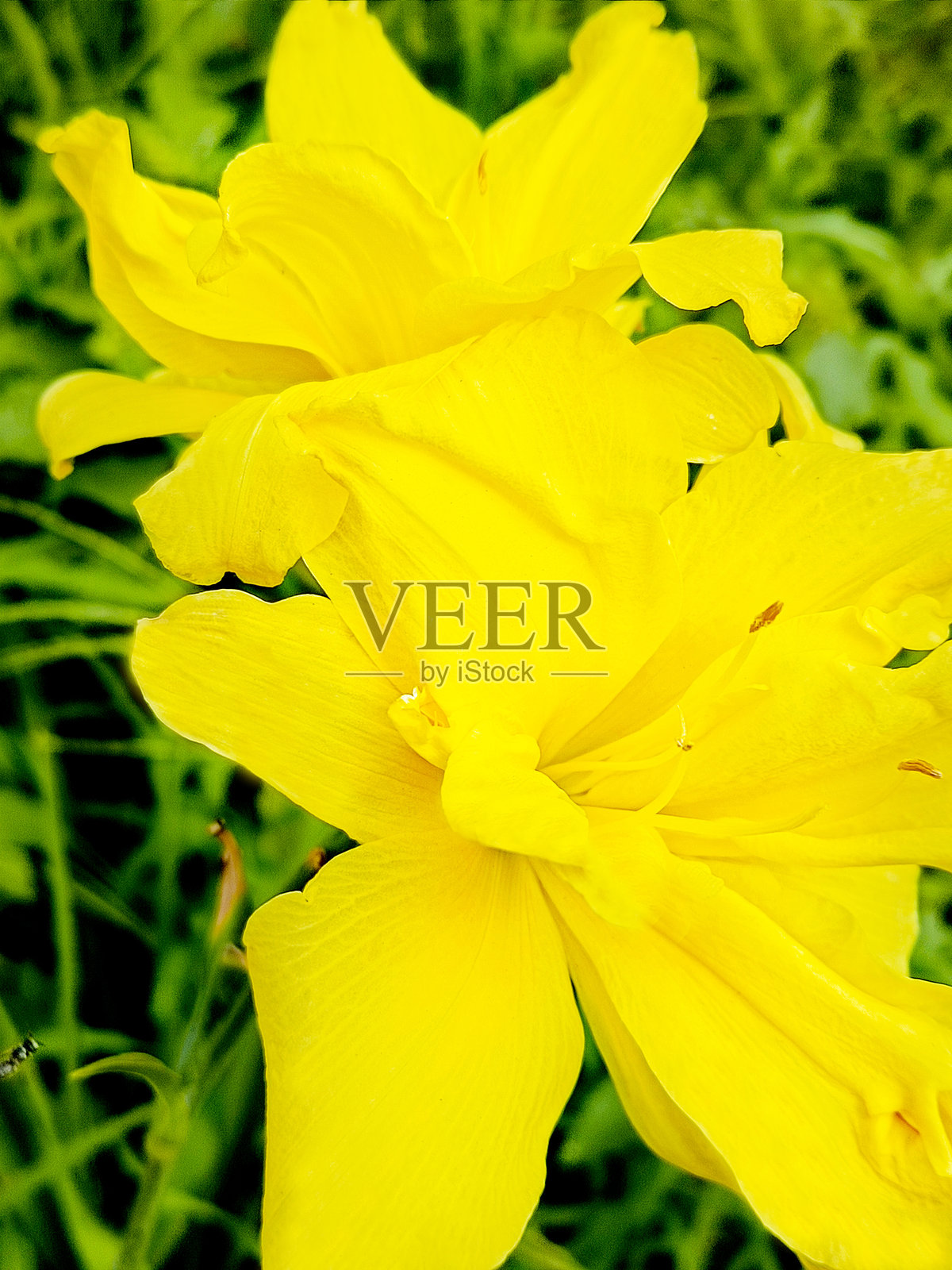 日百合绿色装饰阳光明媚的花园世界黄色花朵百合植物出售照片摄影图片