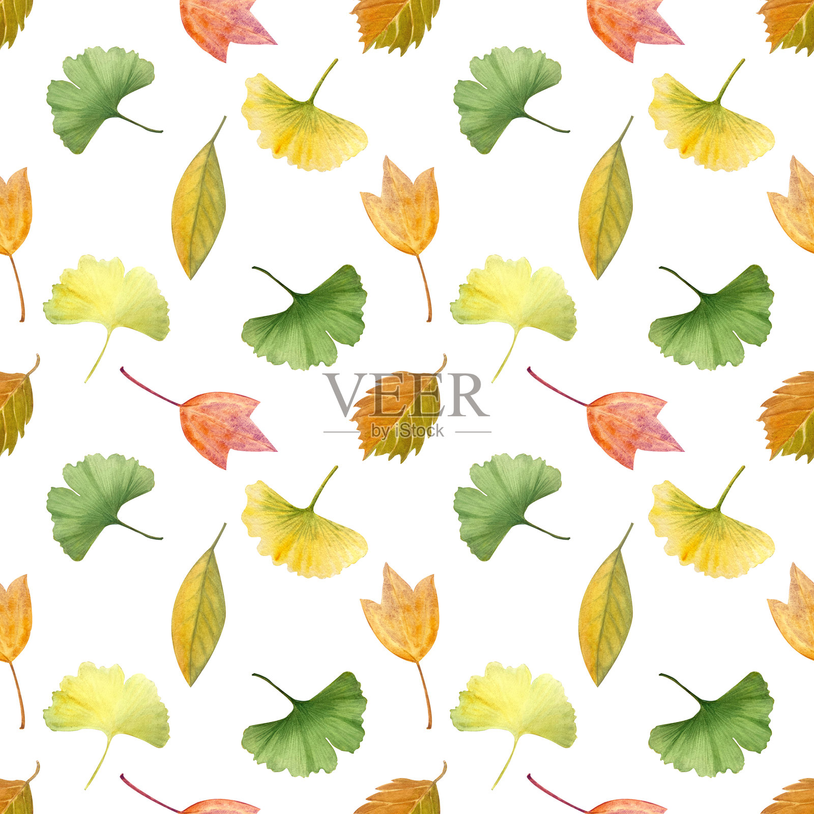 银杏树叶，秋天的无缝图案，独立于白色背景。照片摄影图片