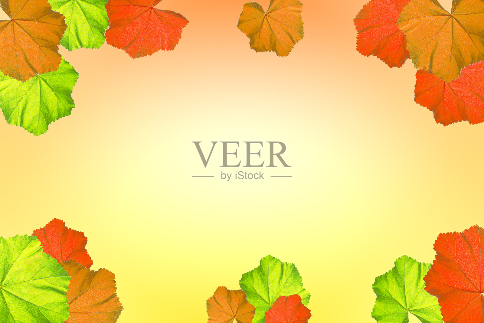 五彩缤纷的花叶背景。照片摄影图片