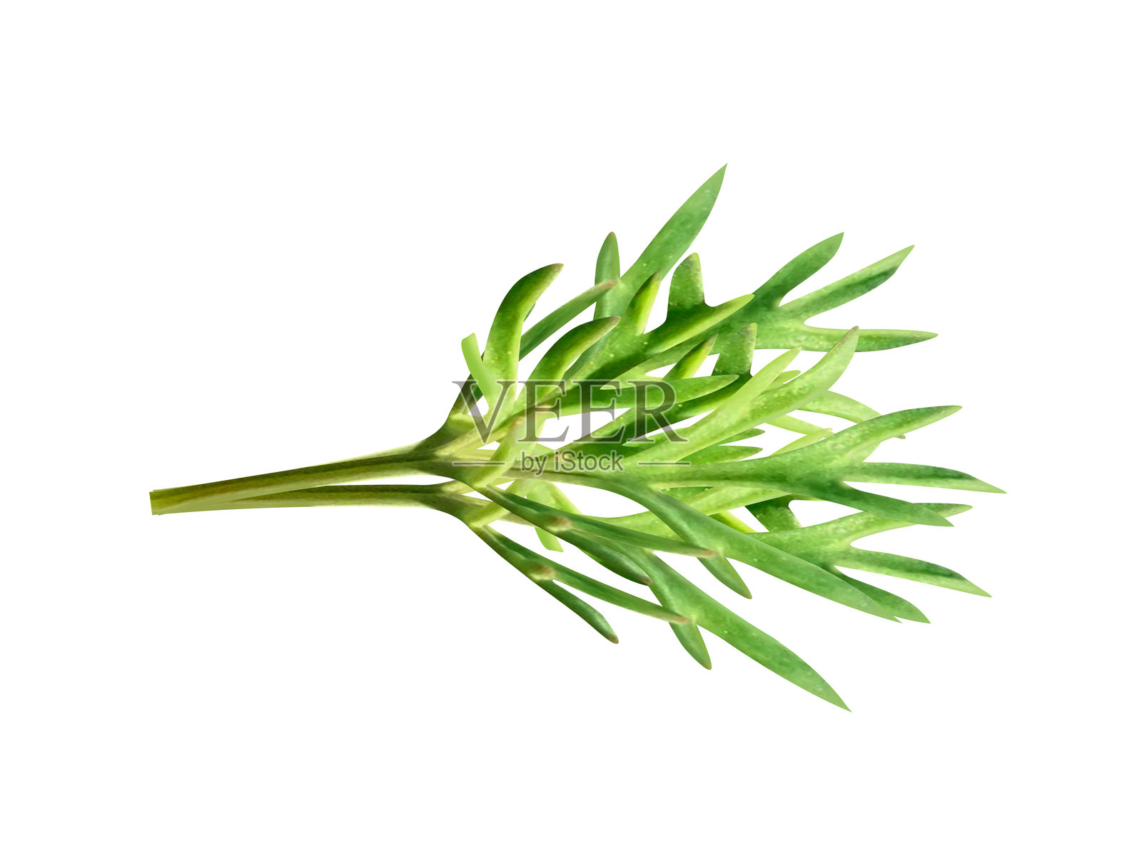 茴香或莳萝植物照片摄影图片