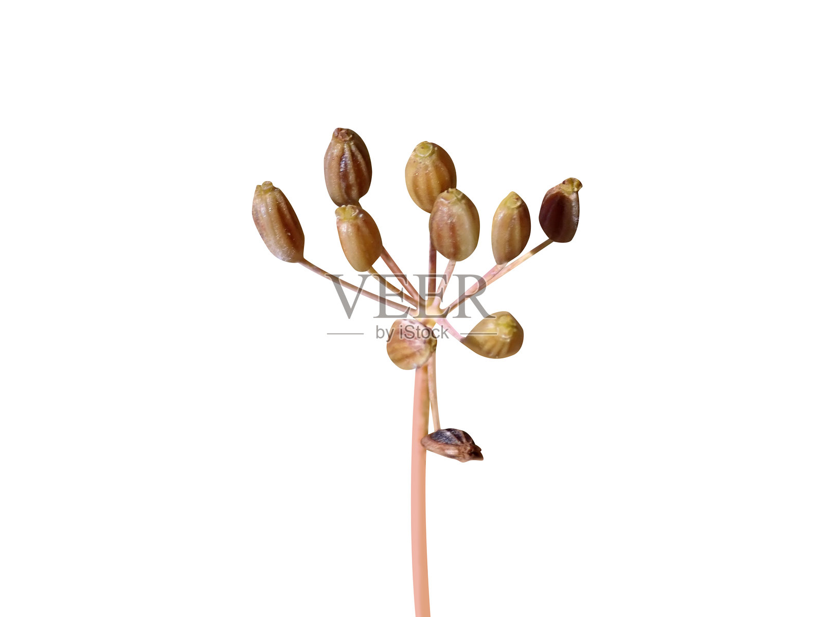 茴香或莳萝种子照片摄影图片