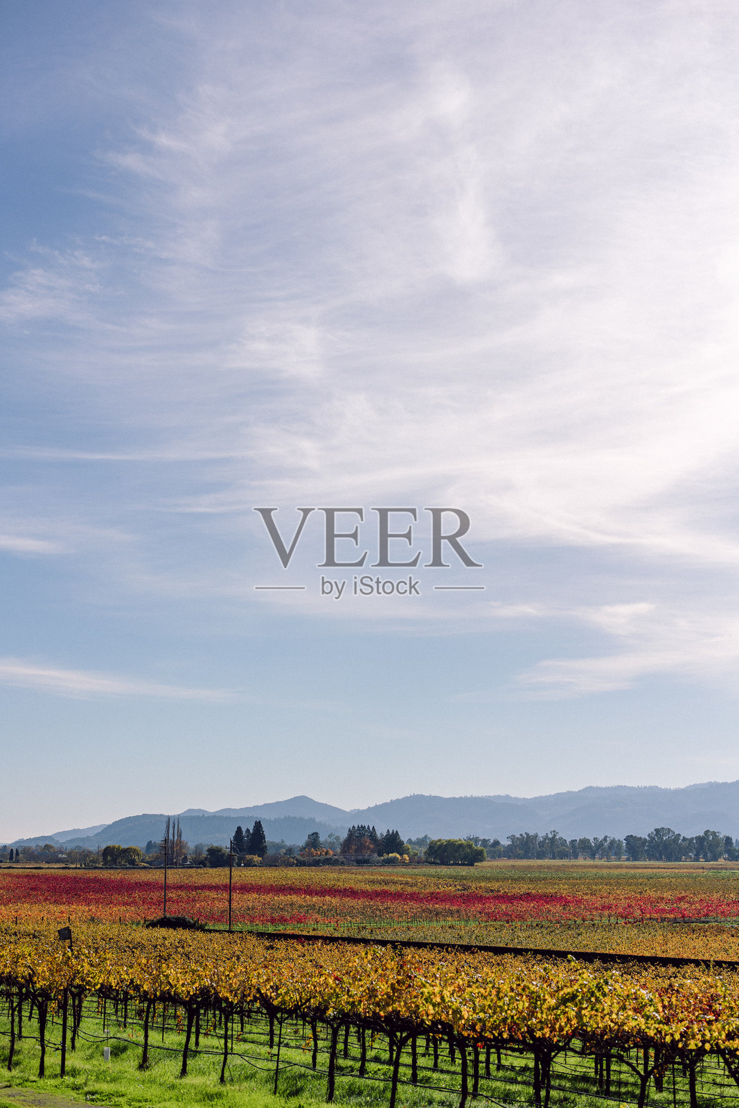 纳帕谷葡萄园照片摄影图片