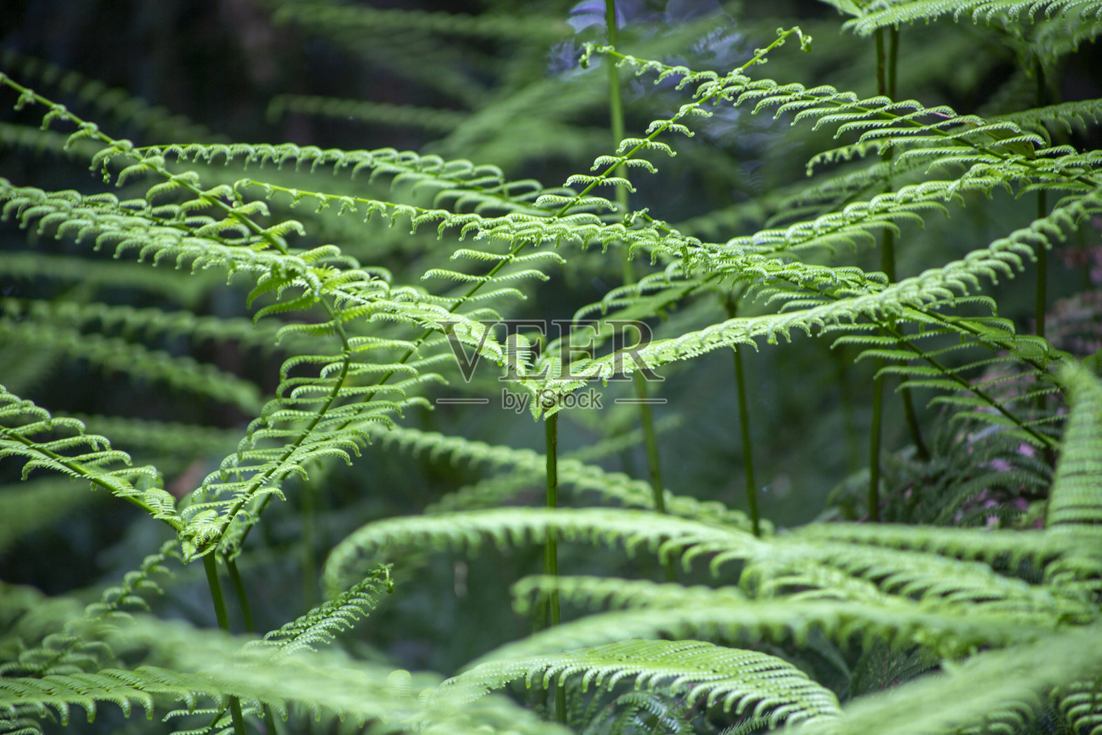 奄美大岛的亚热带雨季森林风光照片摄影图片
