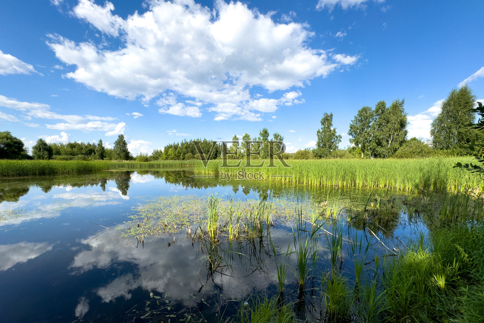 夏季混合森林中的湖泊。自然。照片摄影图片