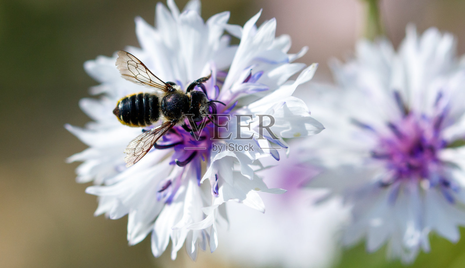 自然中蓝色花朵上的蜜蜂。微距摄影照片摄影图片