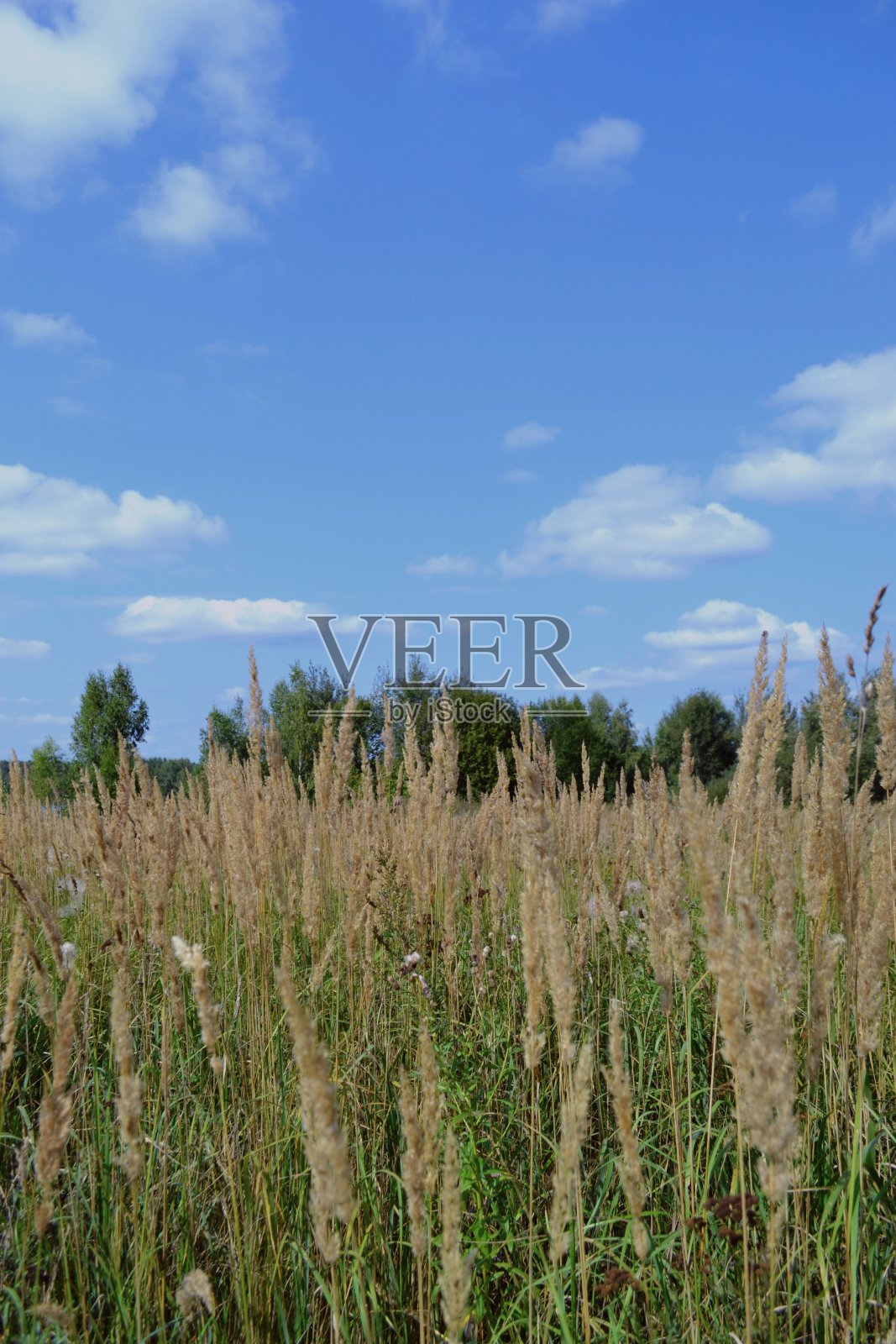 穗小枝照片摄影图片