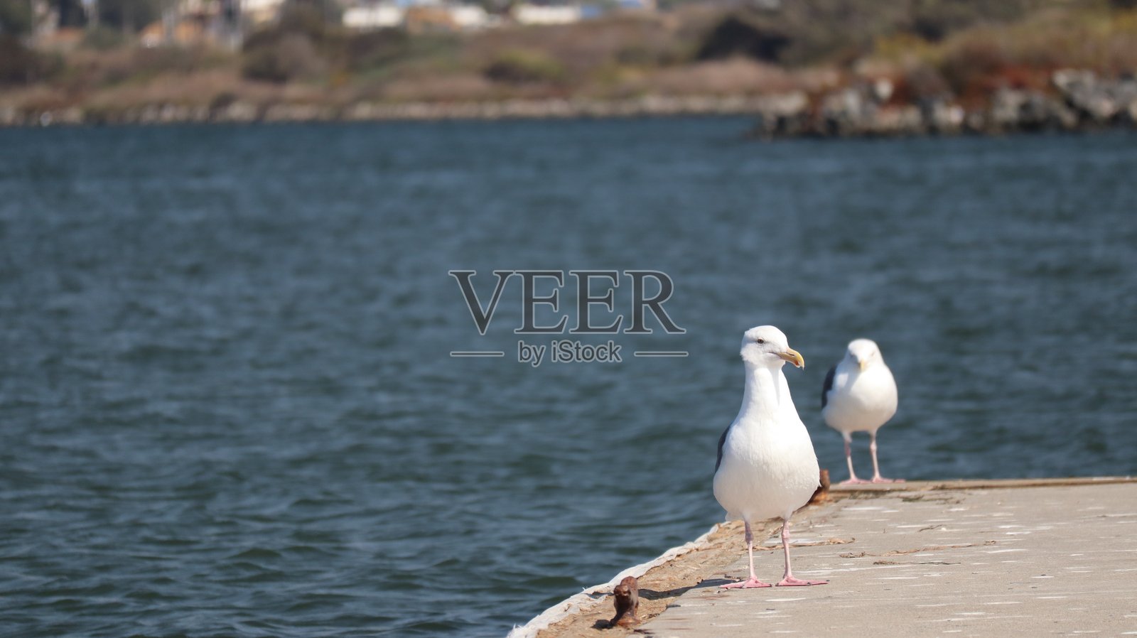 2024年10月9日，圣地亚哥湾靠近海洋世界区域的美丽海景。照片摄影图片
