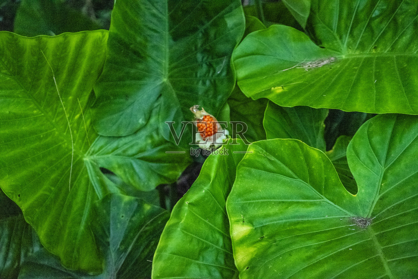 阿罗卡西亚照片摄影图片