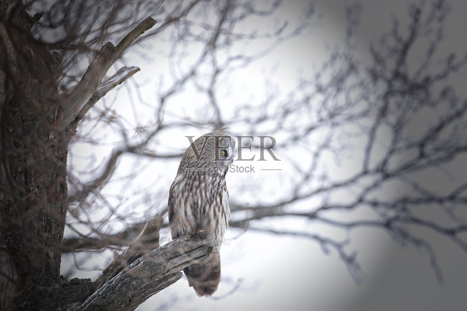 大灰 owl 靠近树枝的特写照片摄影图片