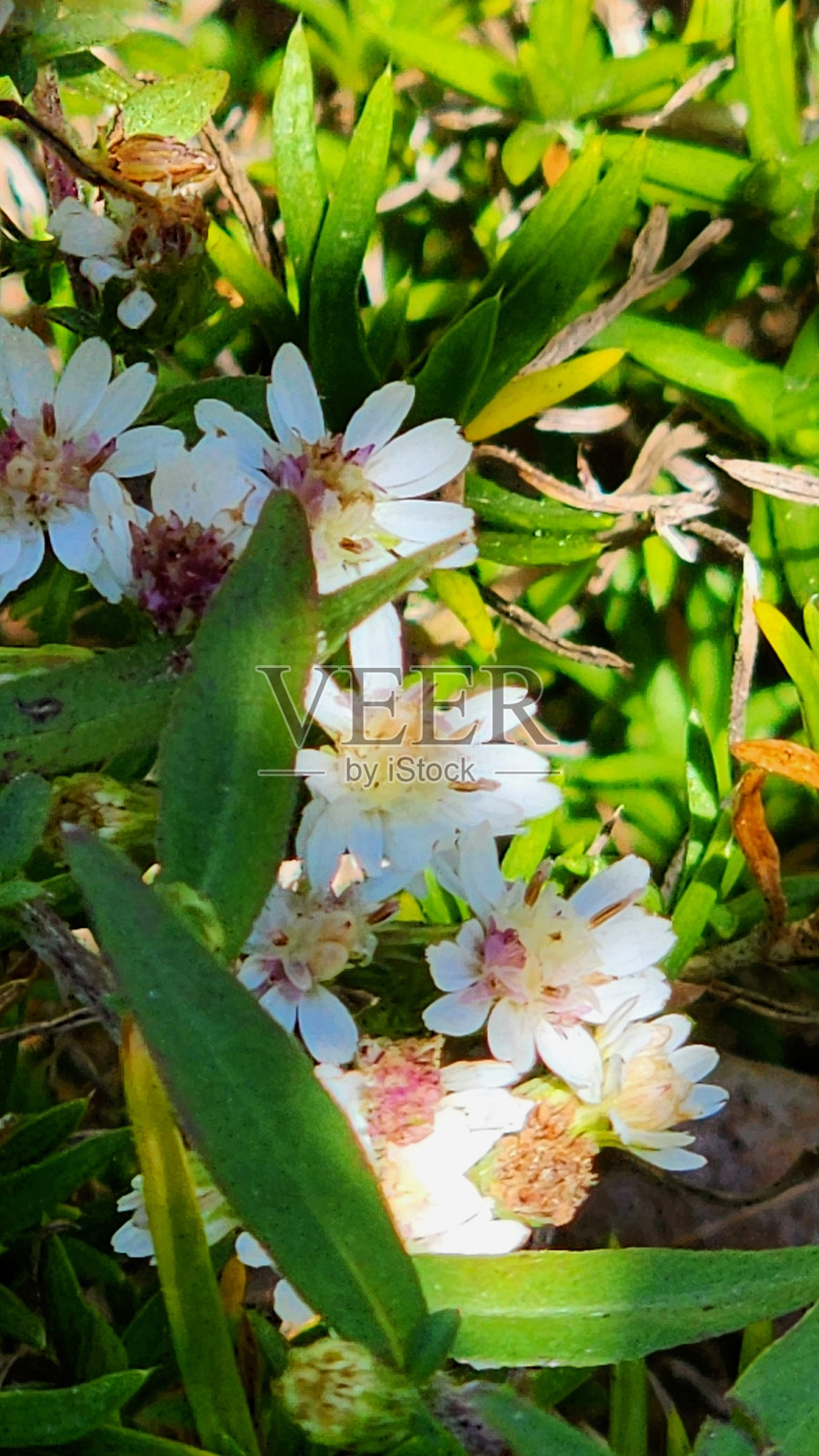 十月的花朵与蜜蜂/黄蜂照片摄影图片