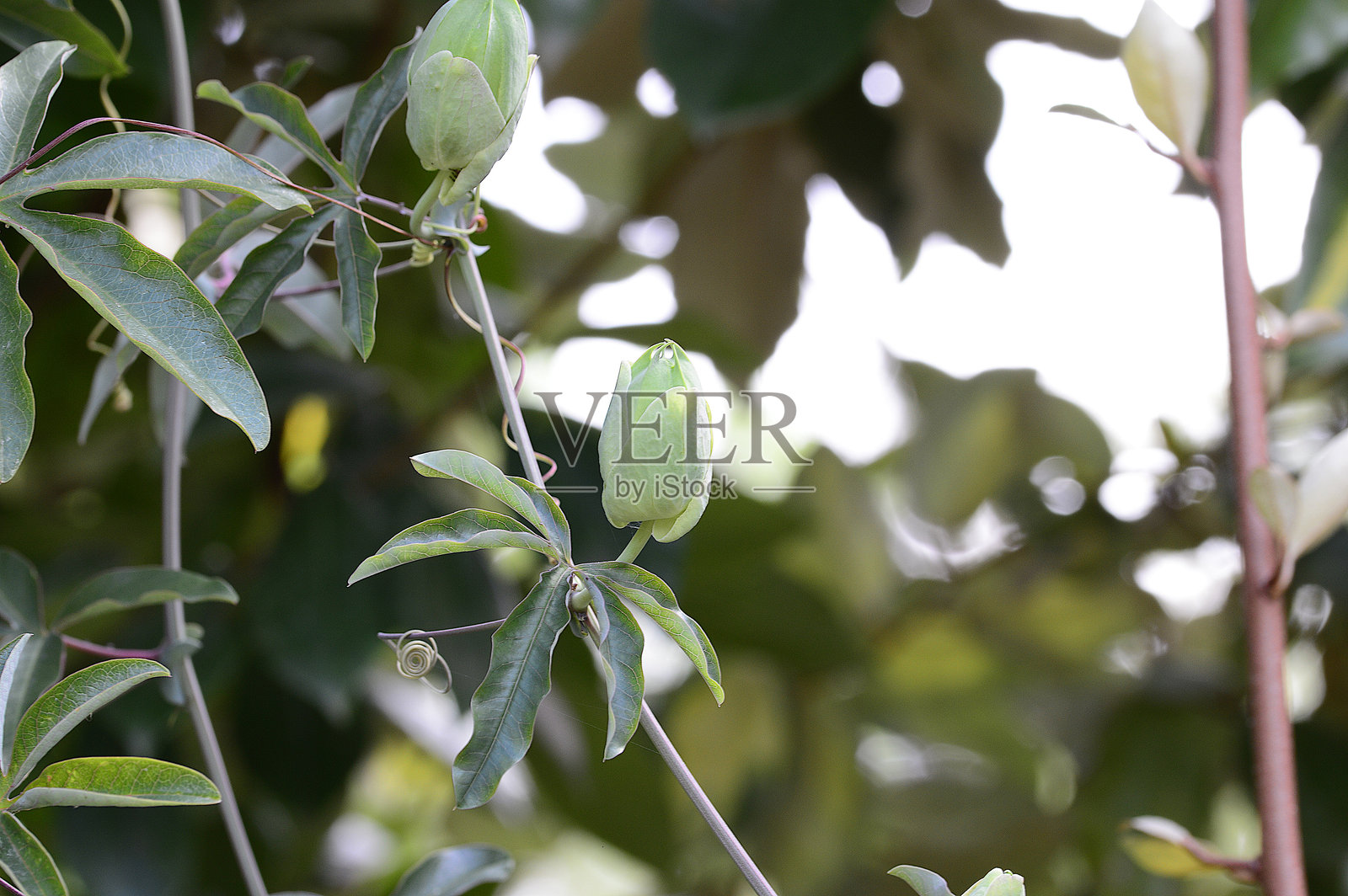 夏季的蓝色百香果花照片摄影图片