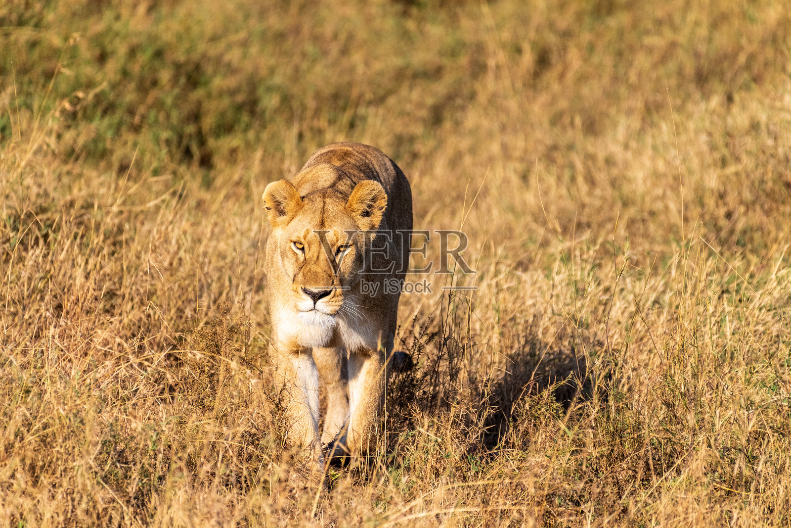 塞伦盖蒂的雌狮照片摄影图片