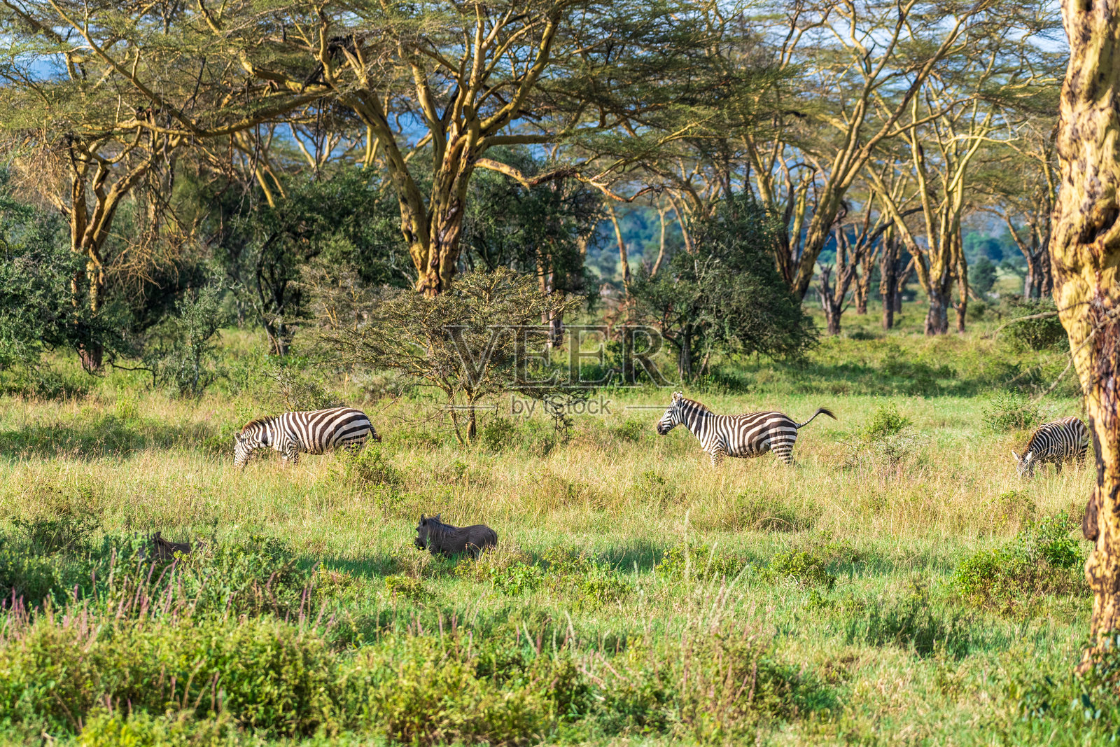 纳库鲁湖国家公园的斑马照片摄影图片